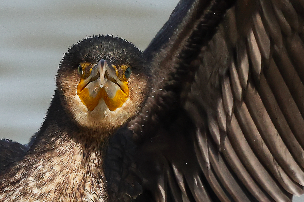 Cormorant annoyed.