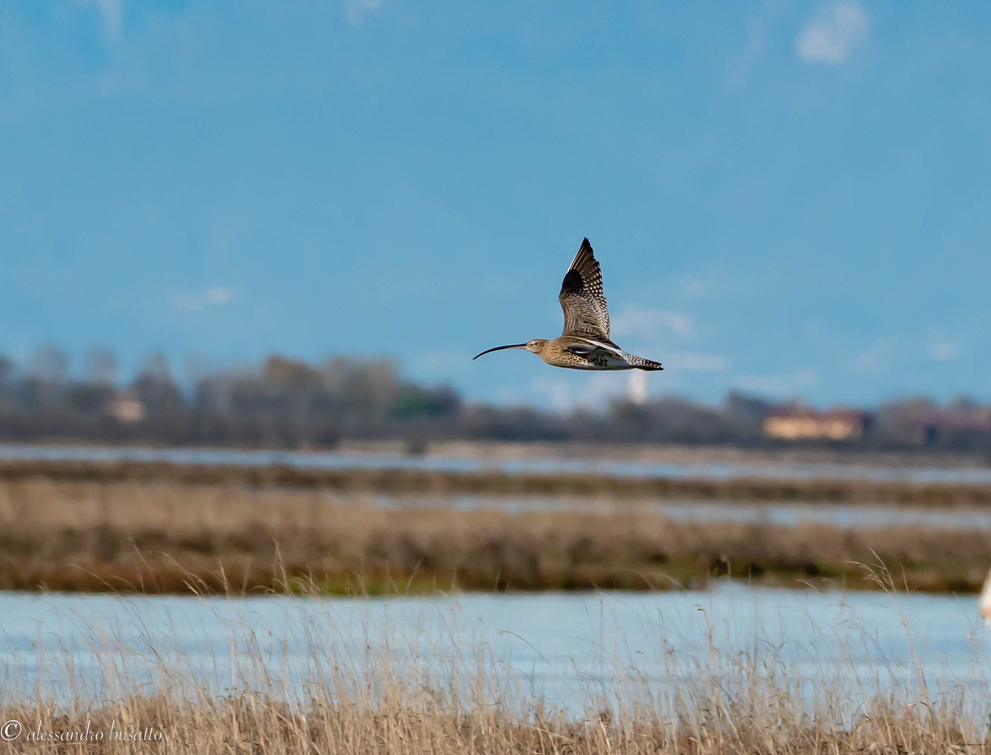 Curlew