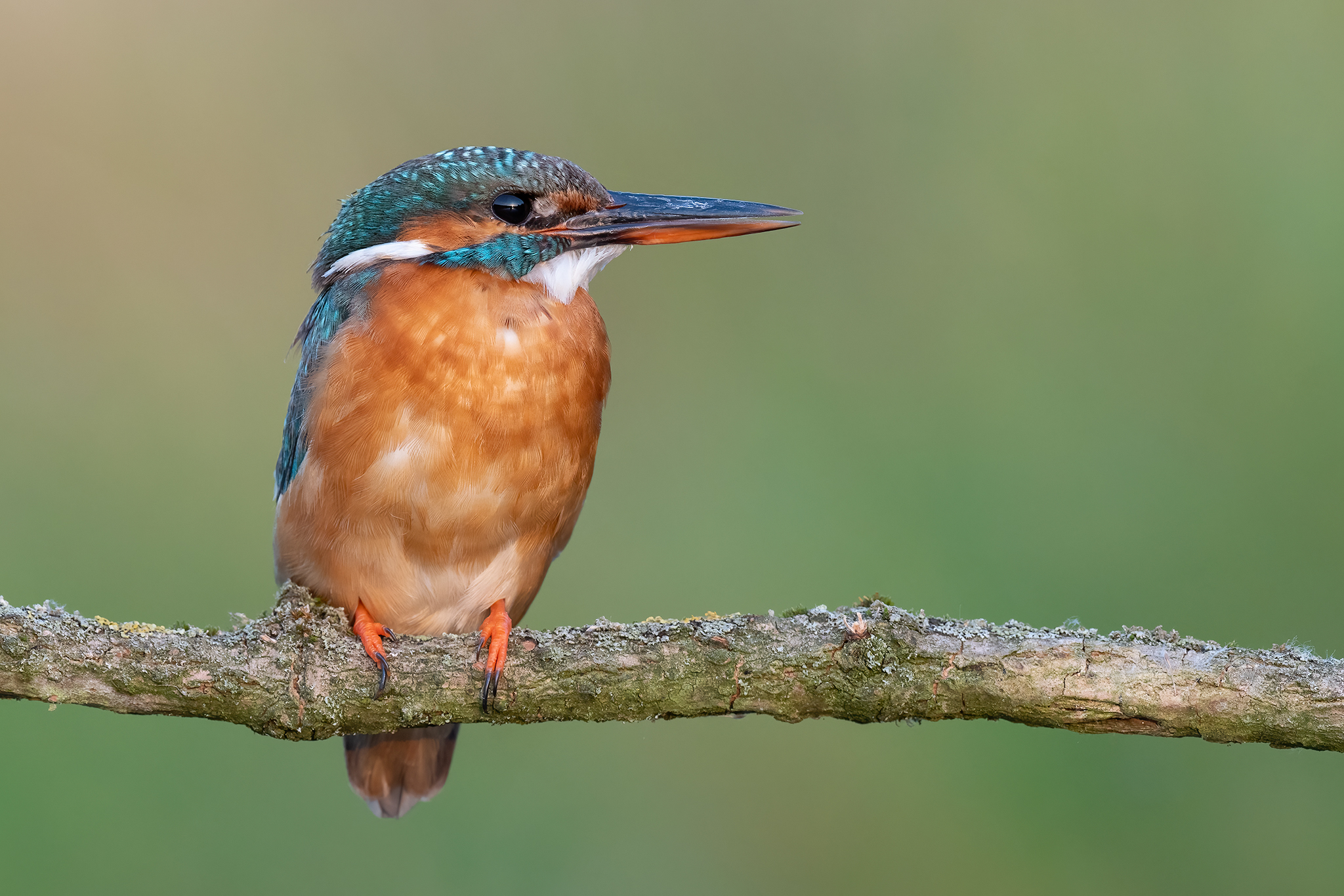 Alcedo atthis