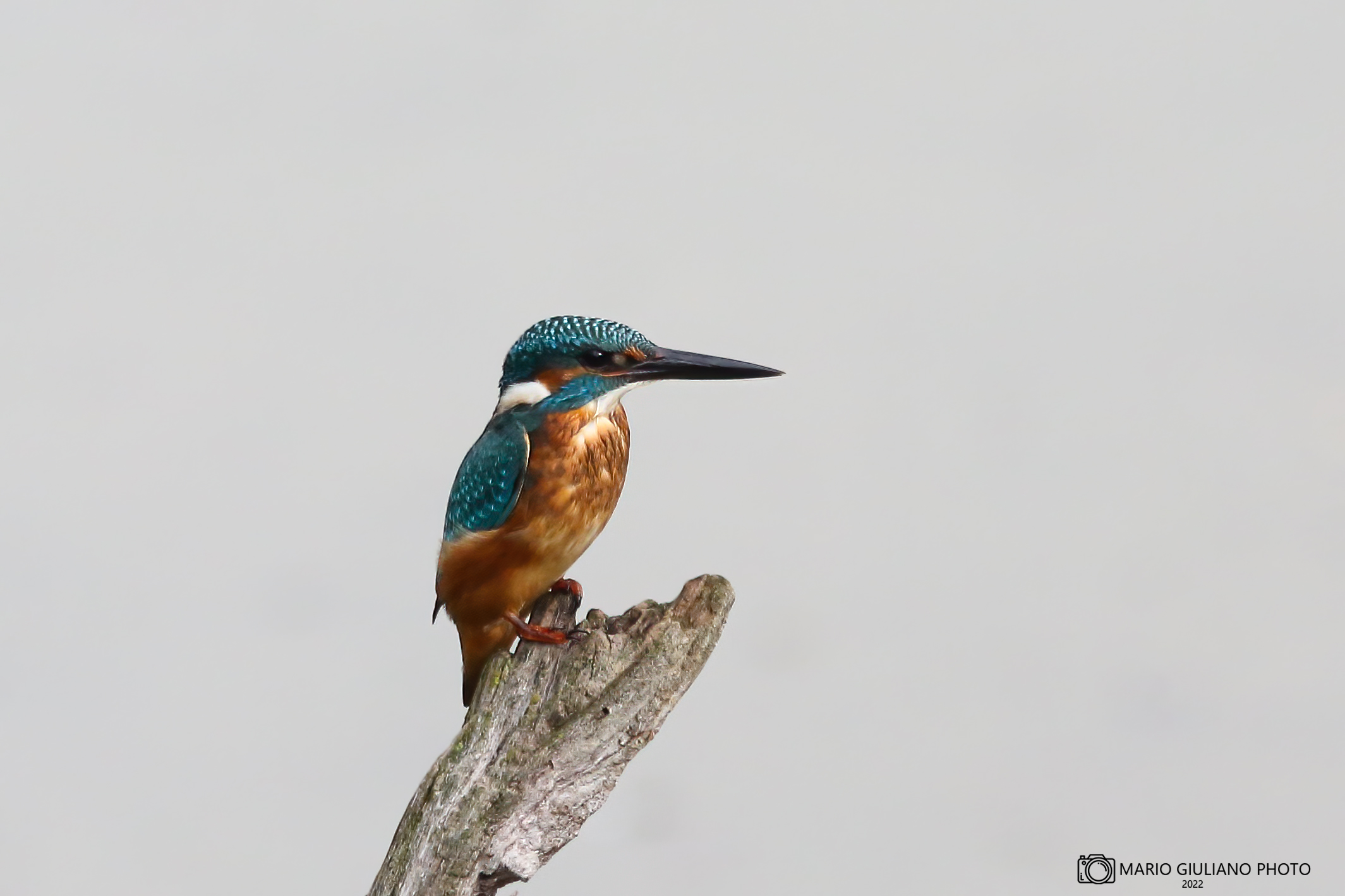 Kingfisher