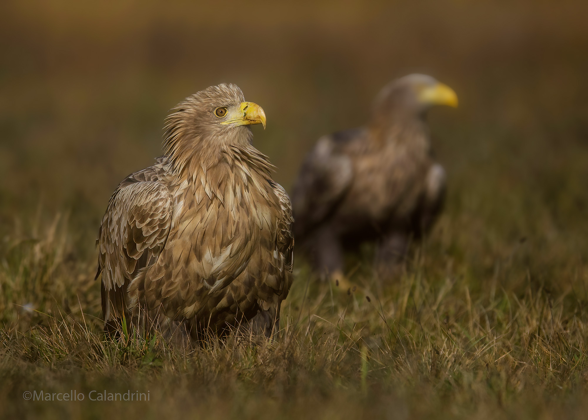 White-tailed sea eagle