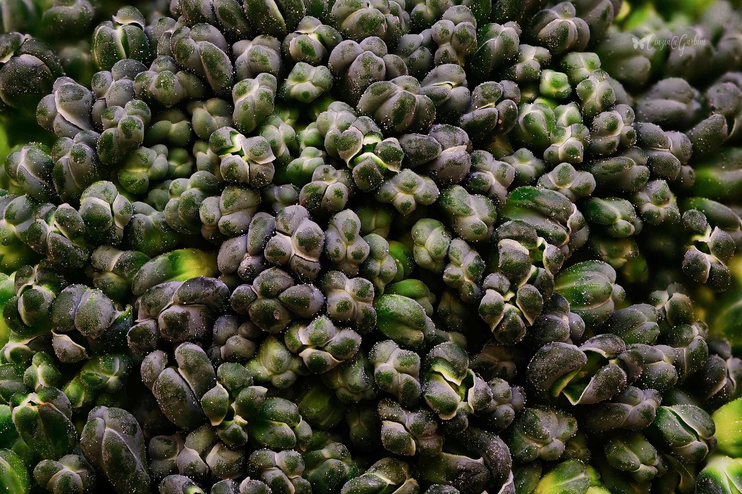 What a world of ... Cabbage