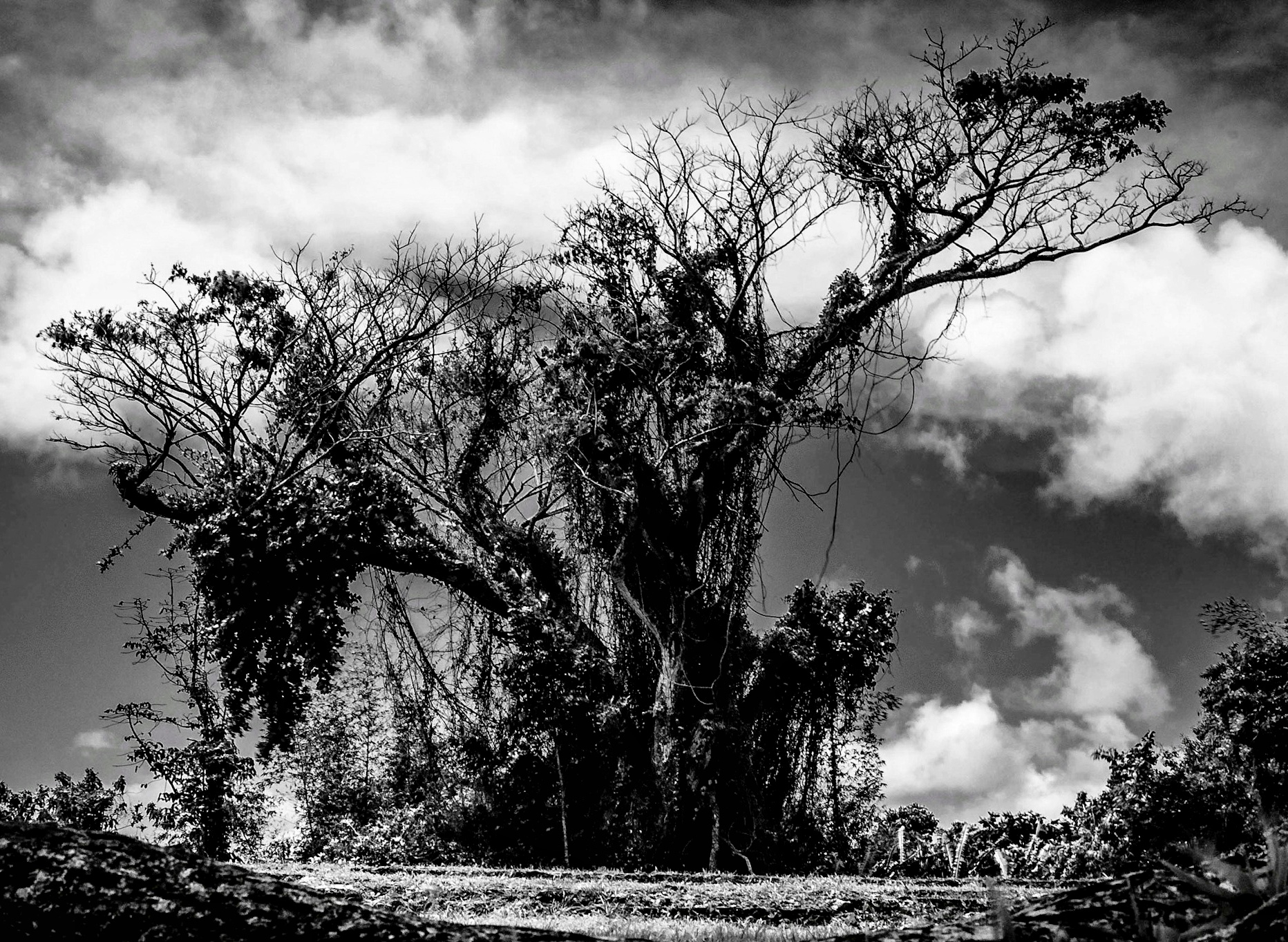 Mon arbre