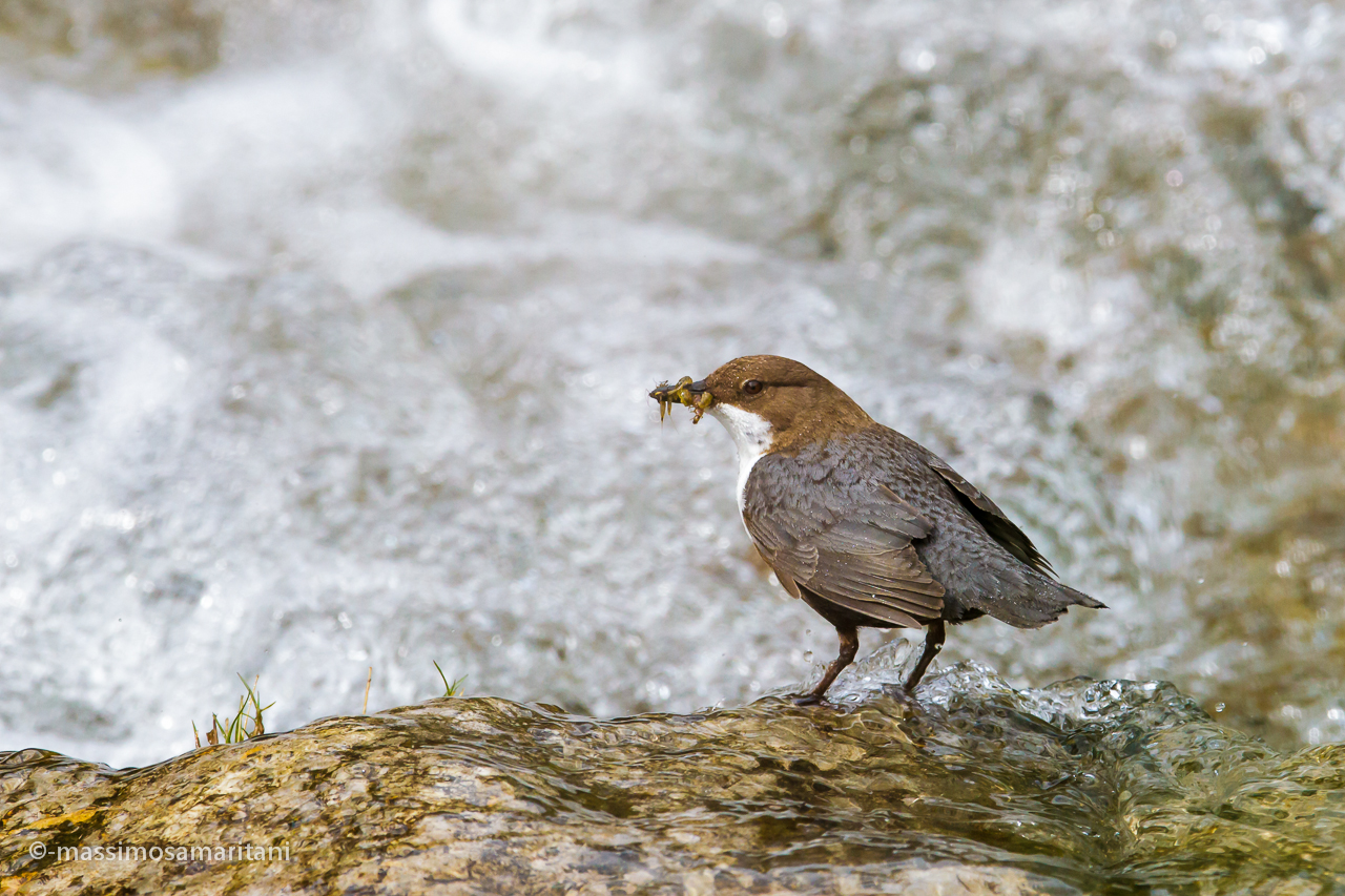 Dipper