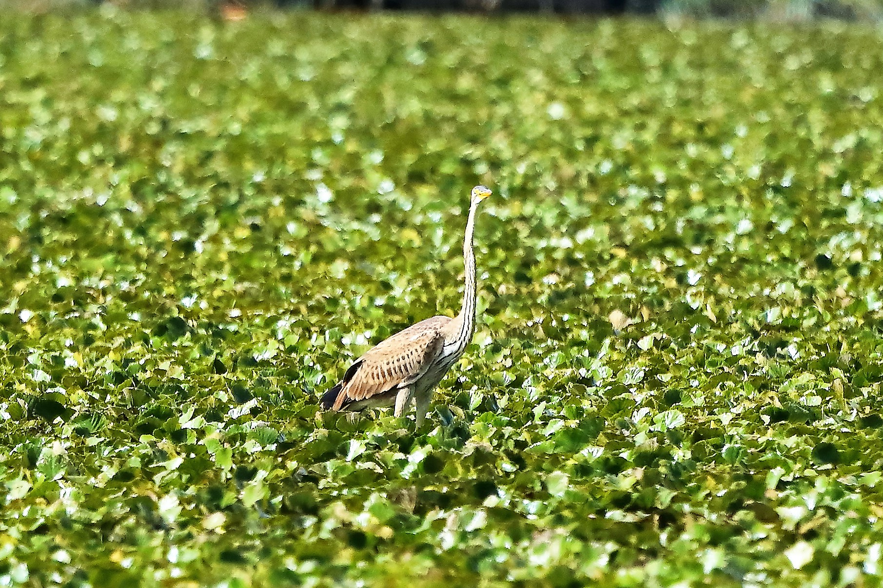 airone rosso 19-08-2022