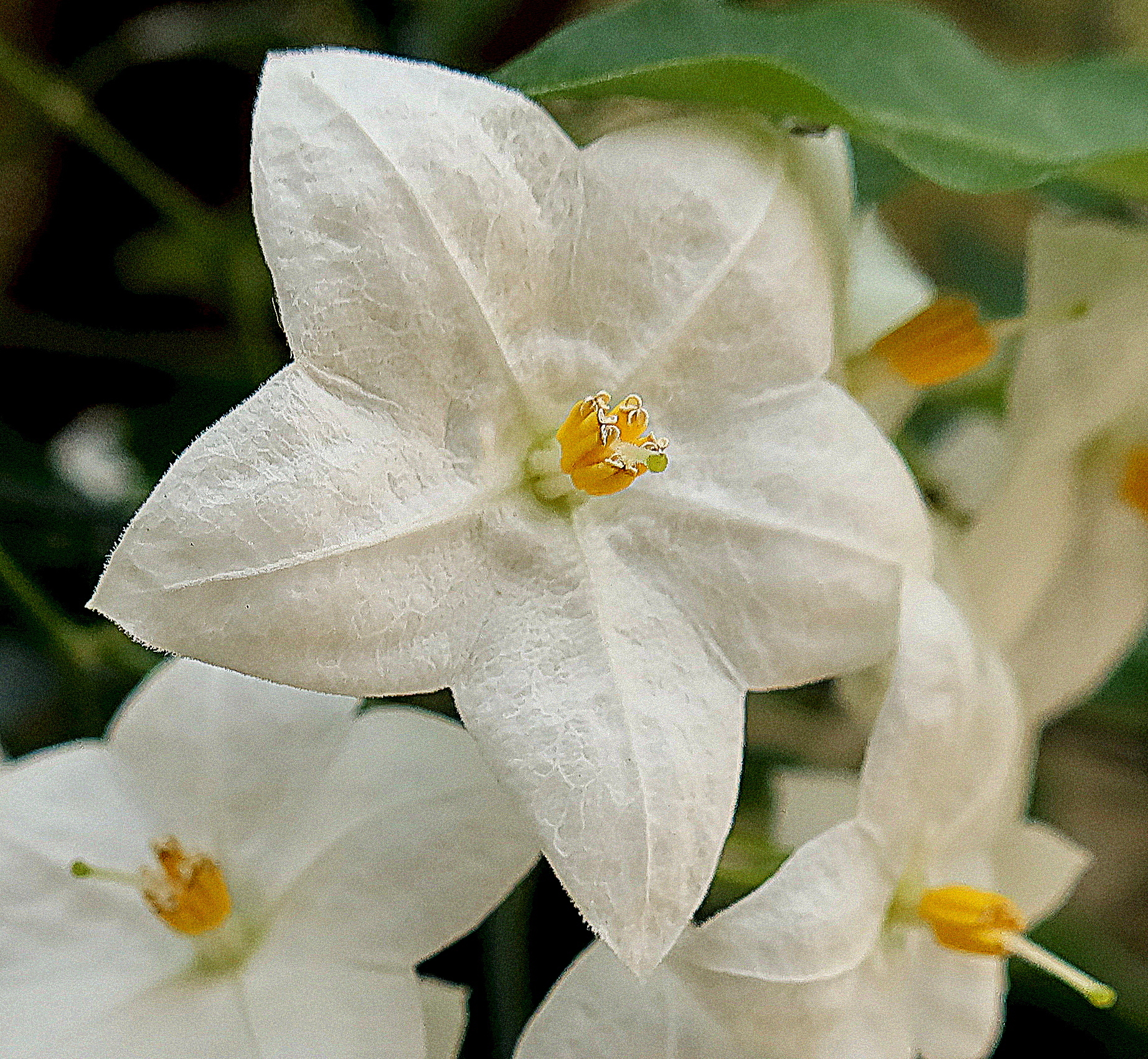Solanum Jasminoid