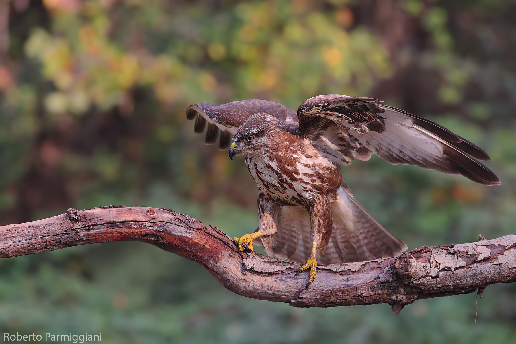 Buzzard and autumn palette