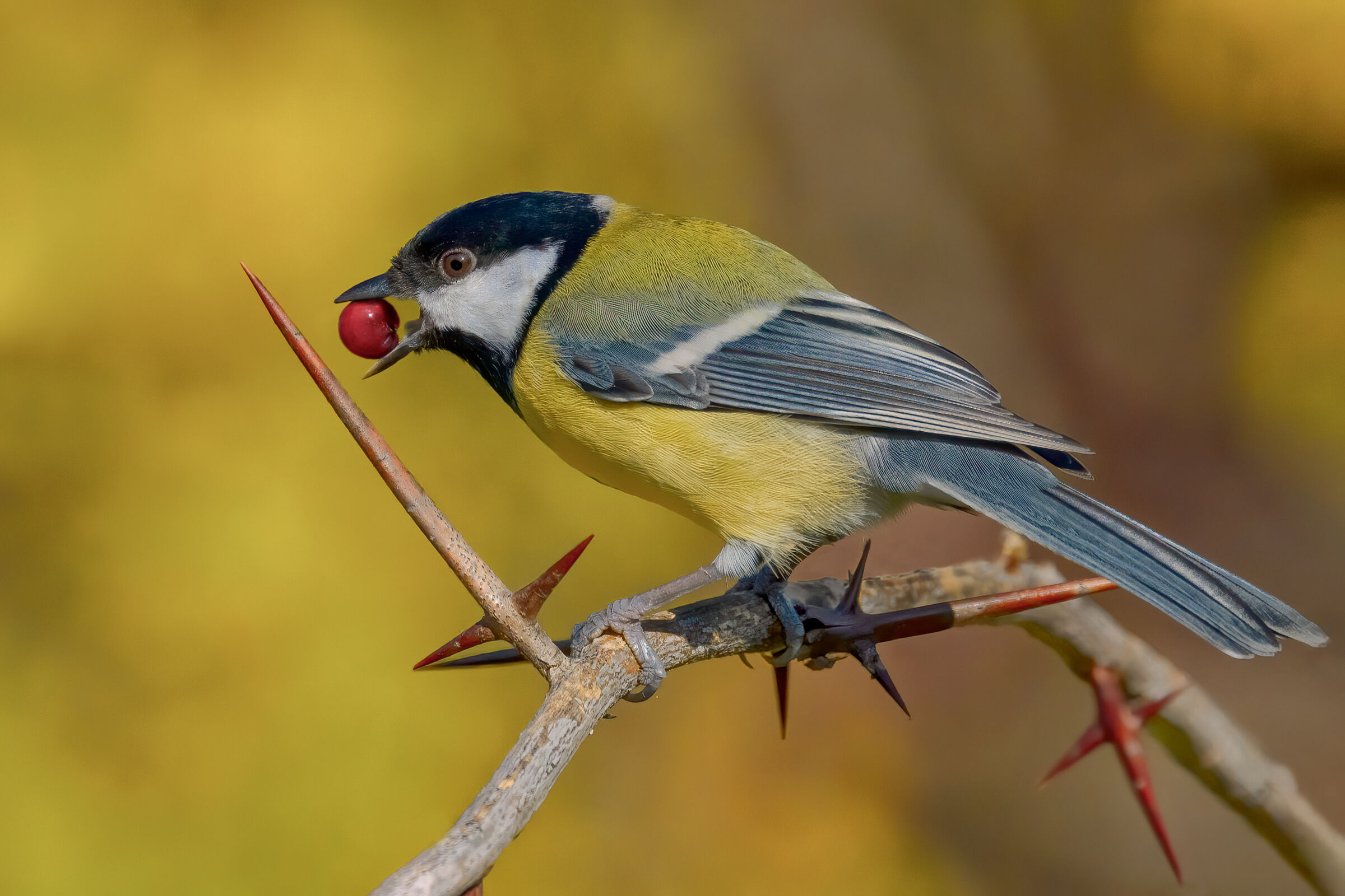 Cinciallegra (Parus major)