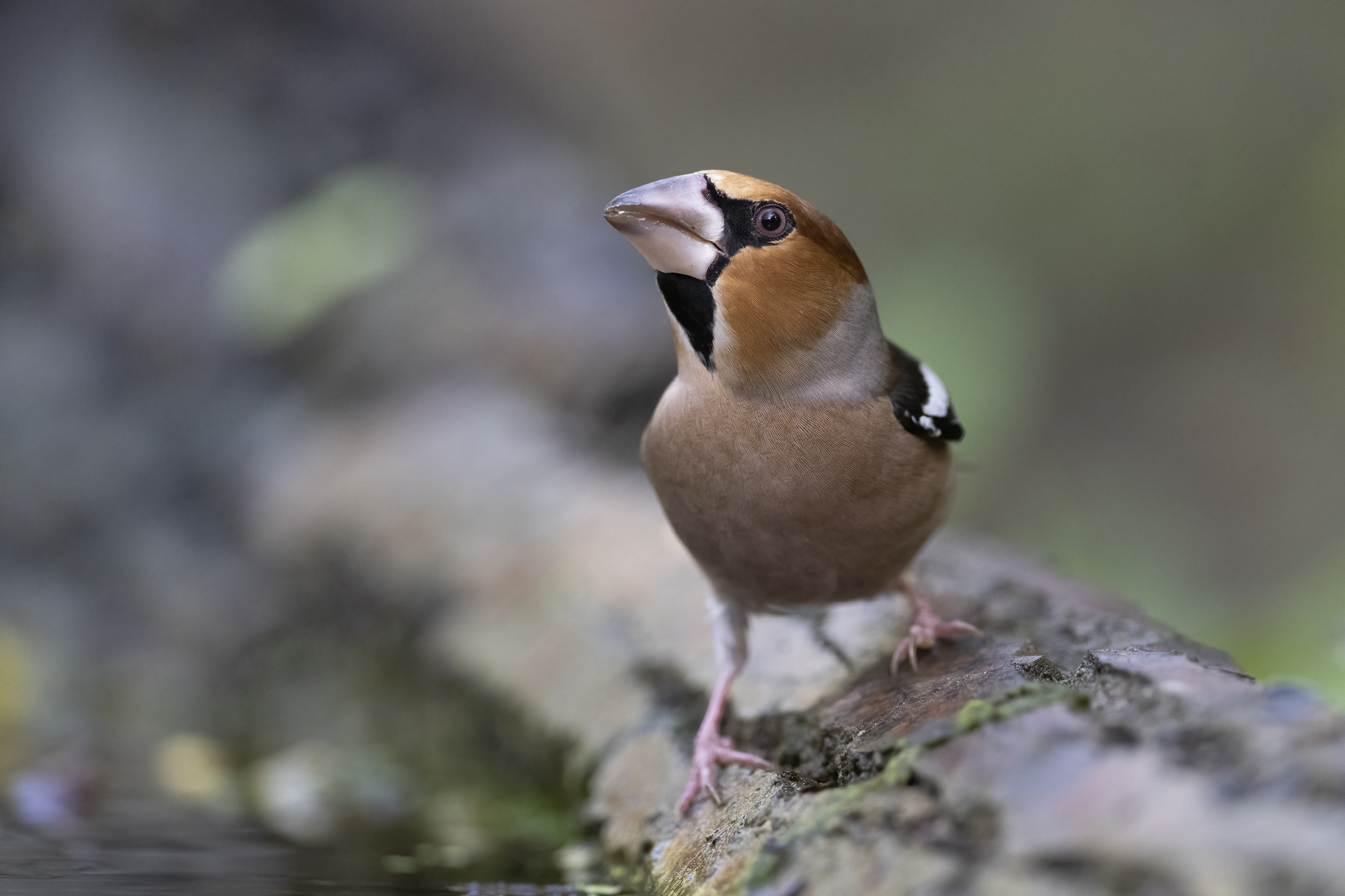 Frosone (Coccothraustes coccothraustes)