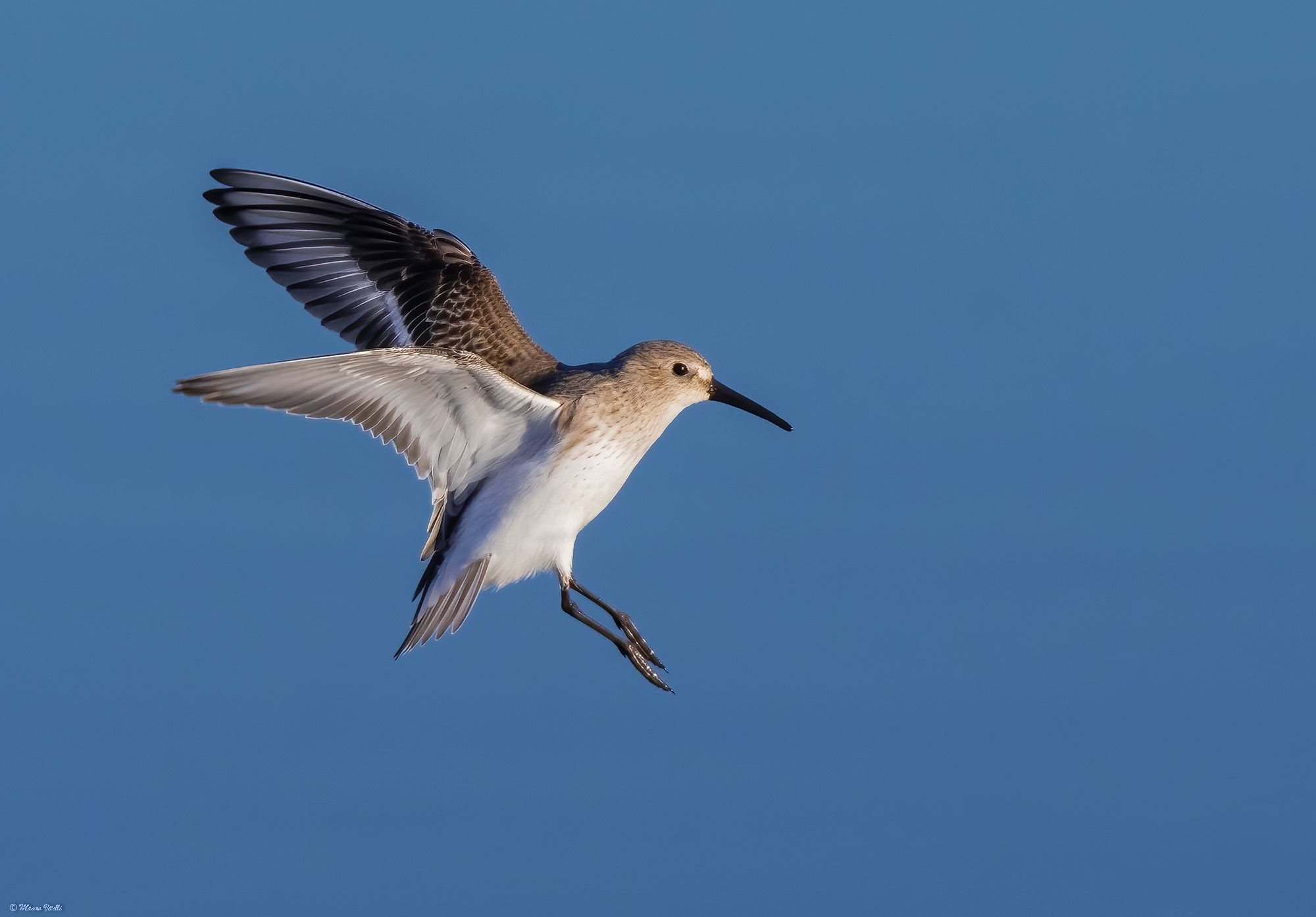 Dunlin