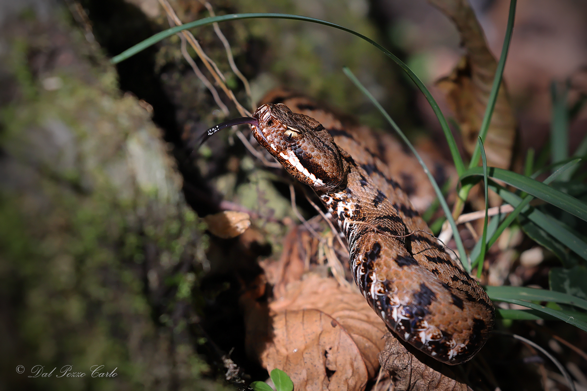 Viper aspis francisciredi