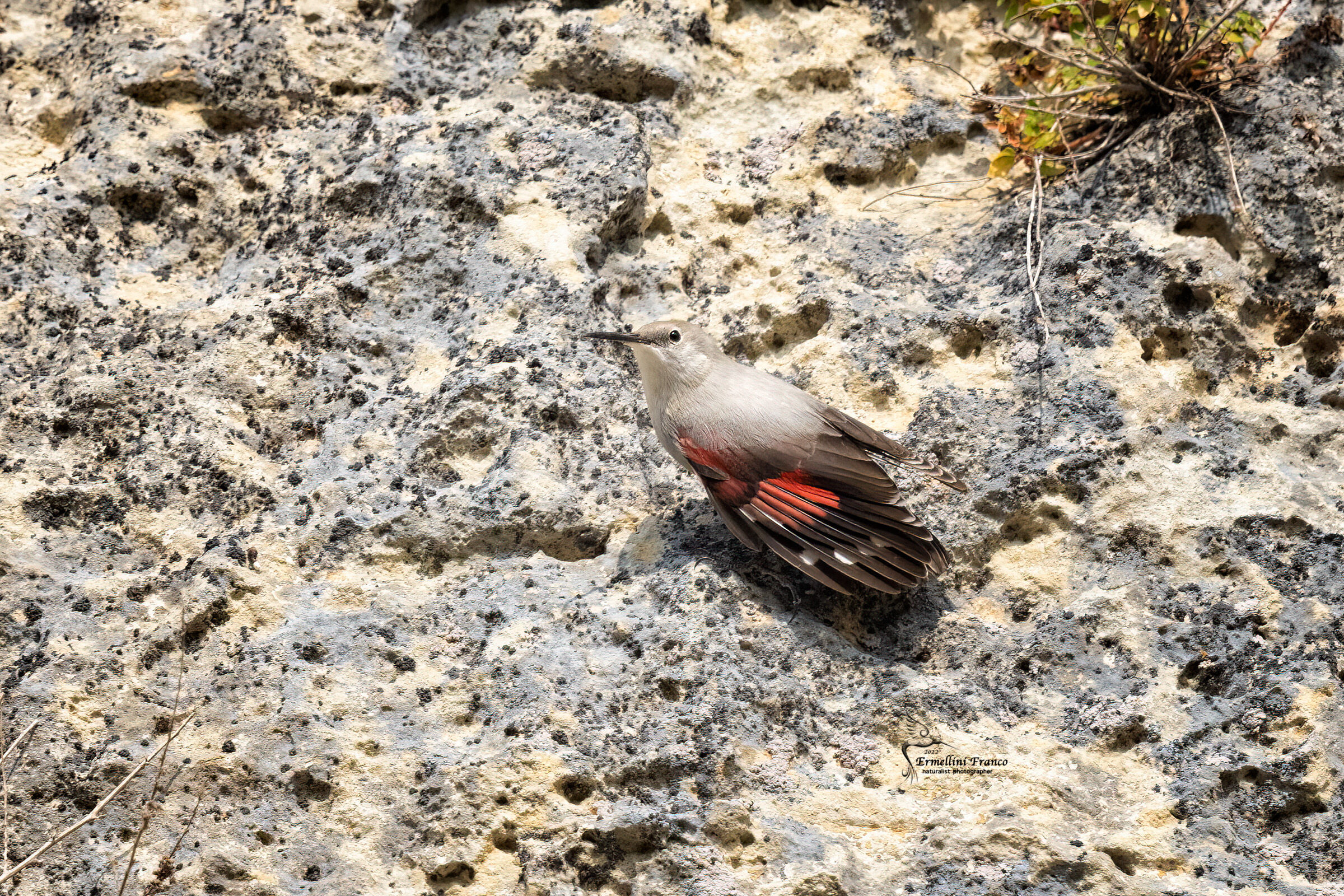 Wallcreeper