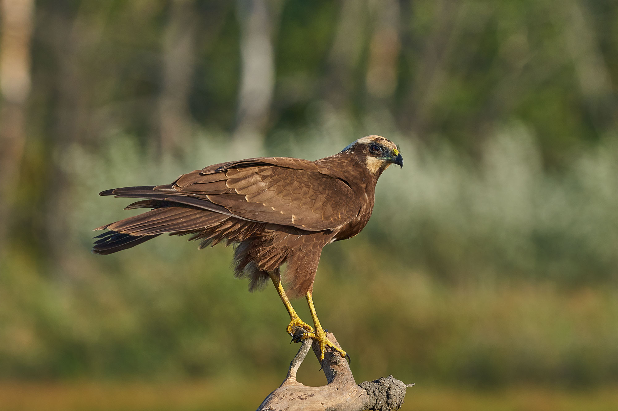 The western marsh harrier (female)