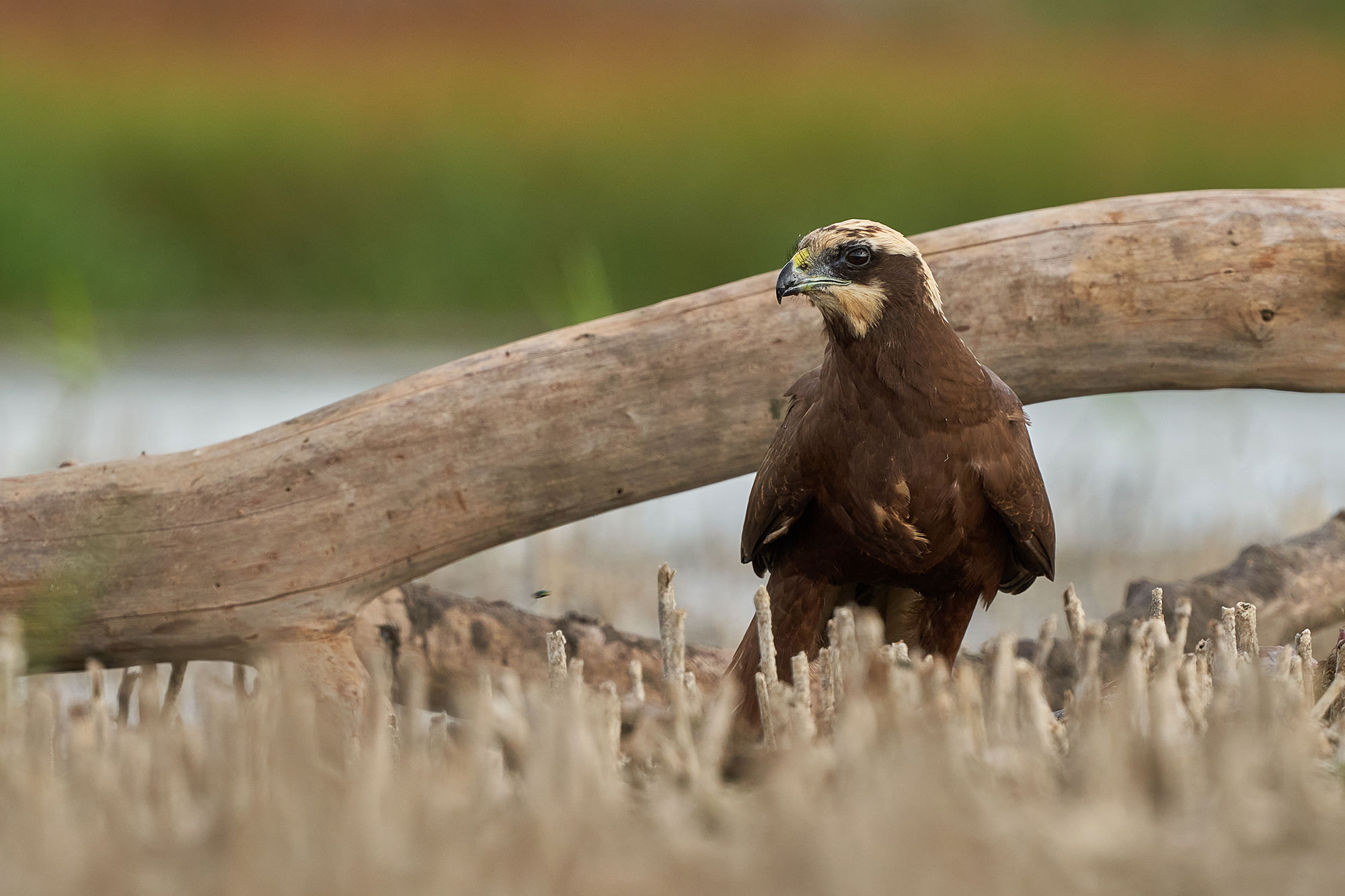 The western marsh harrier (Circus aeruginosus)