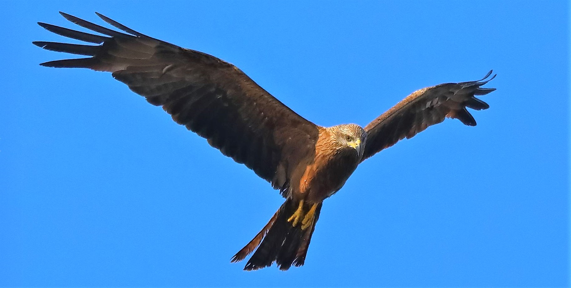 Nibbio bruno 08-08-2022