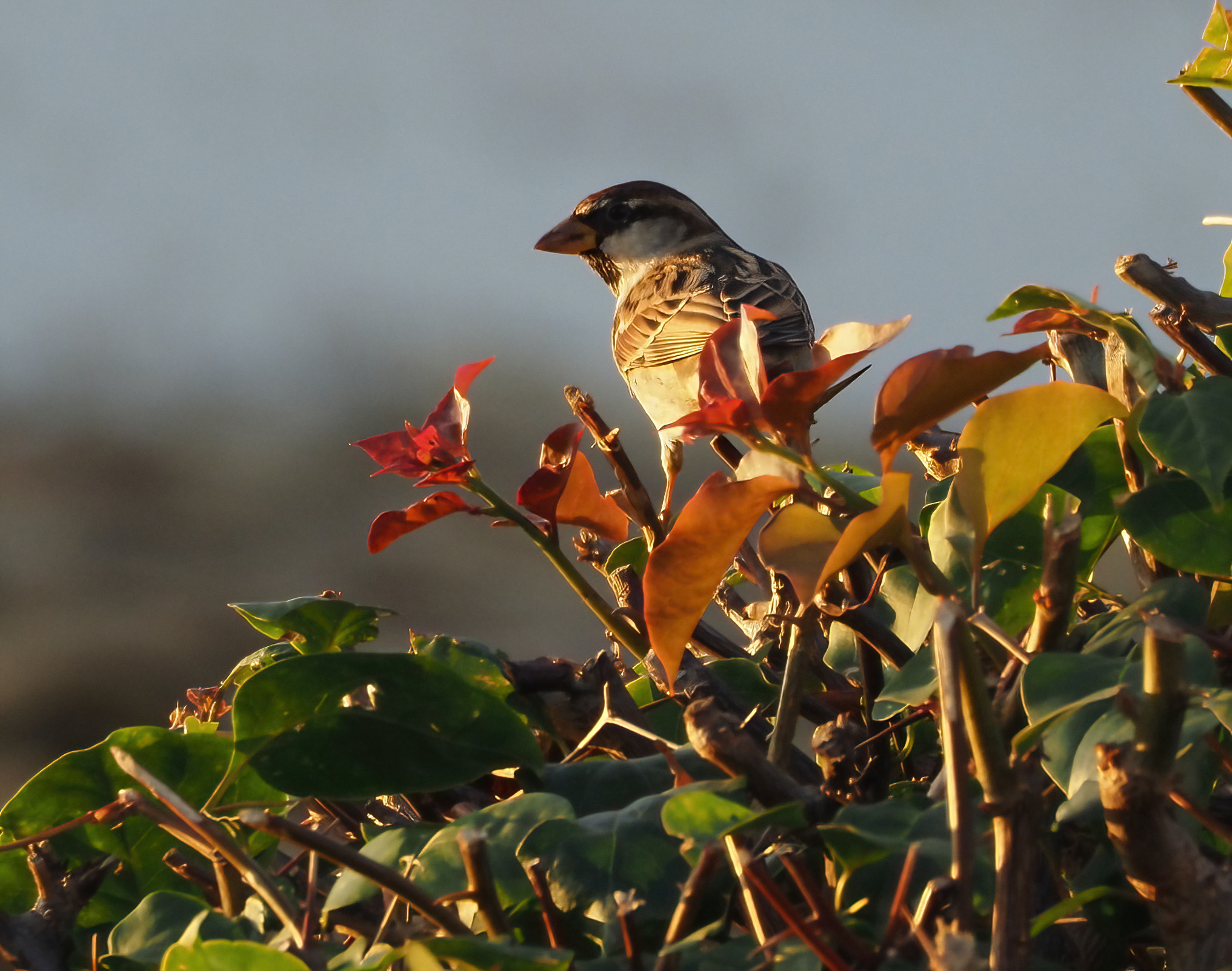 Passero