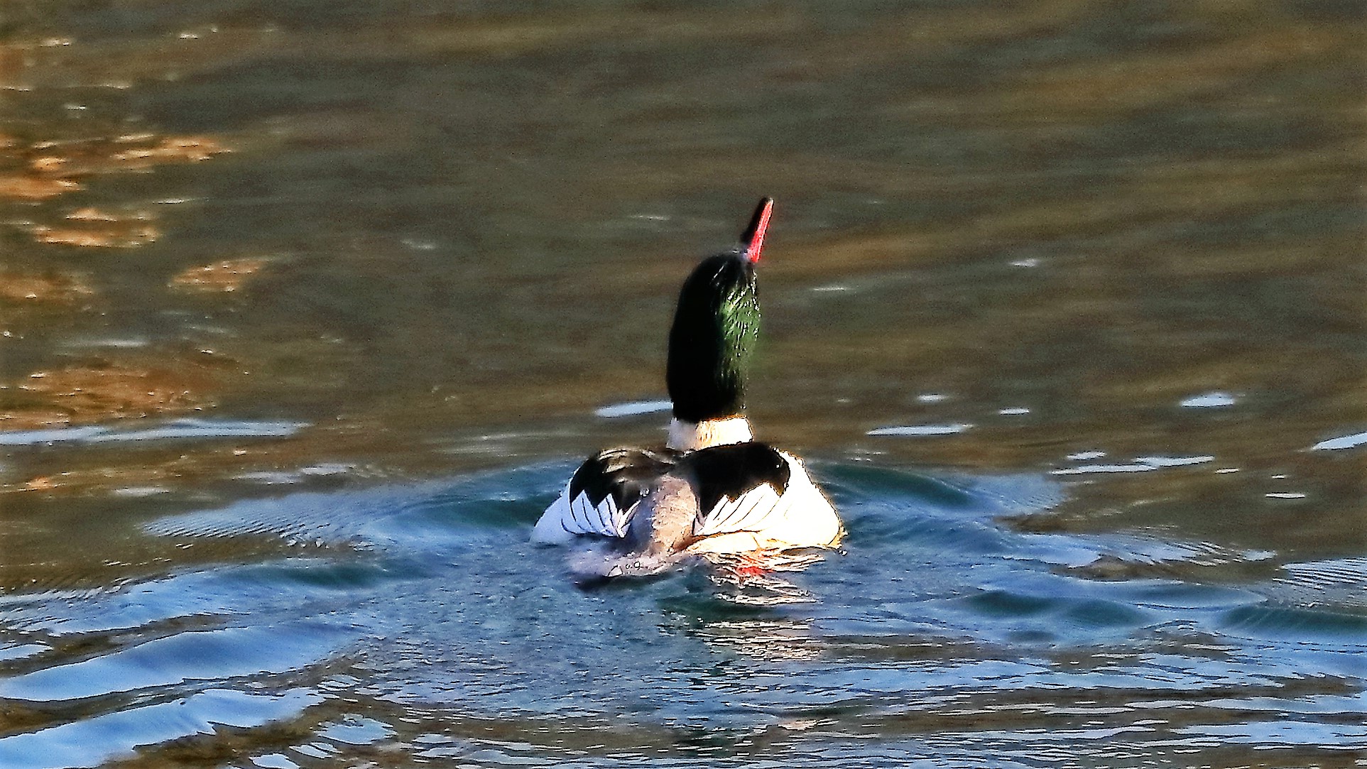 smergo M 29 gen 2022 --097--