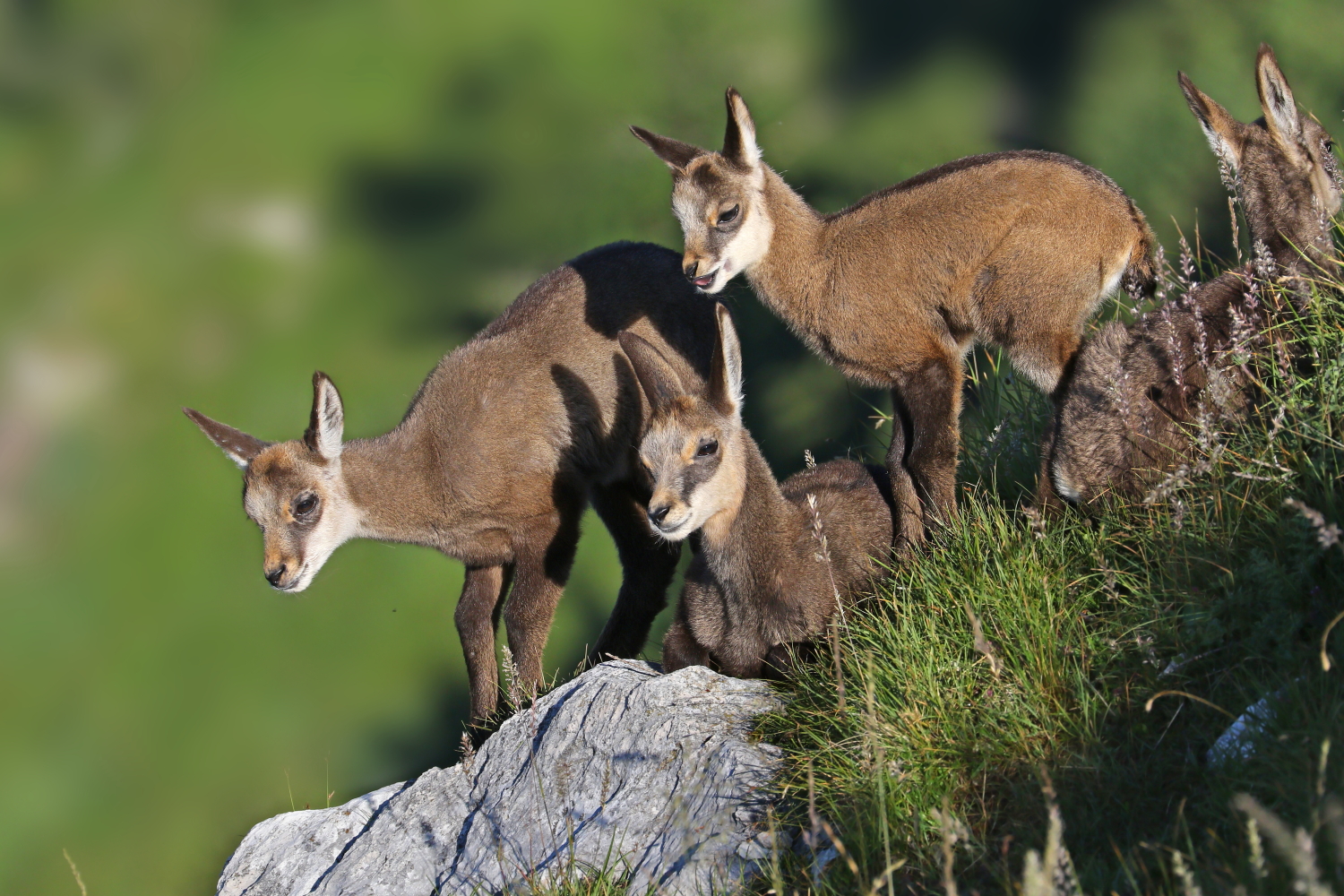 Young chamois