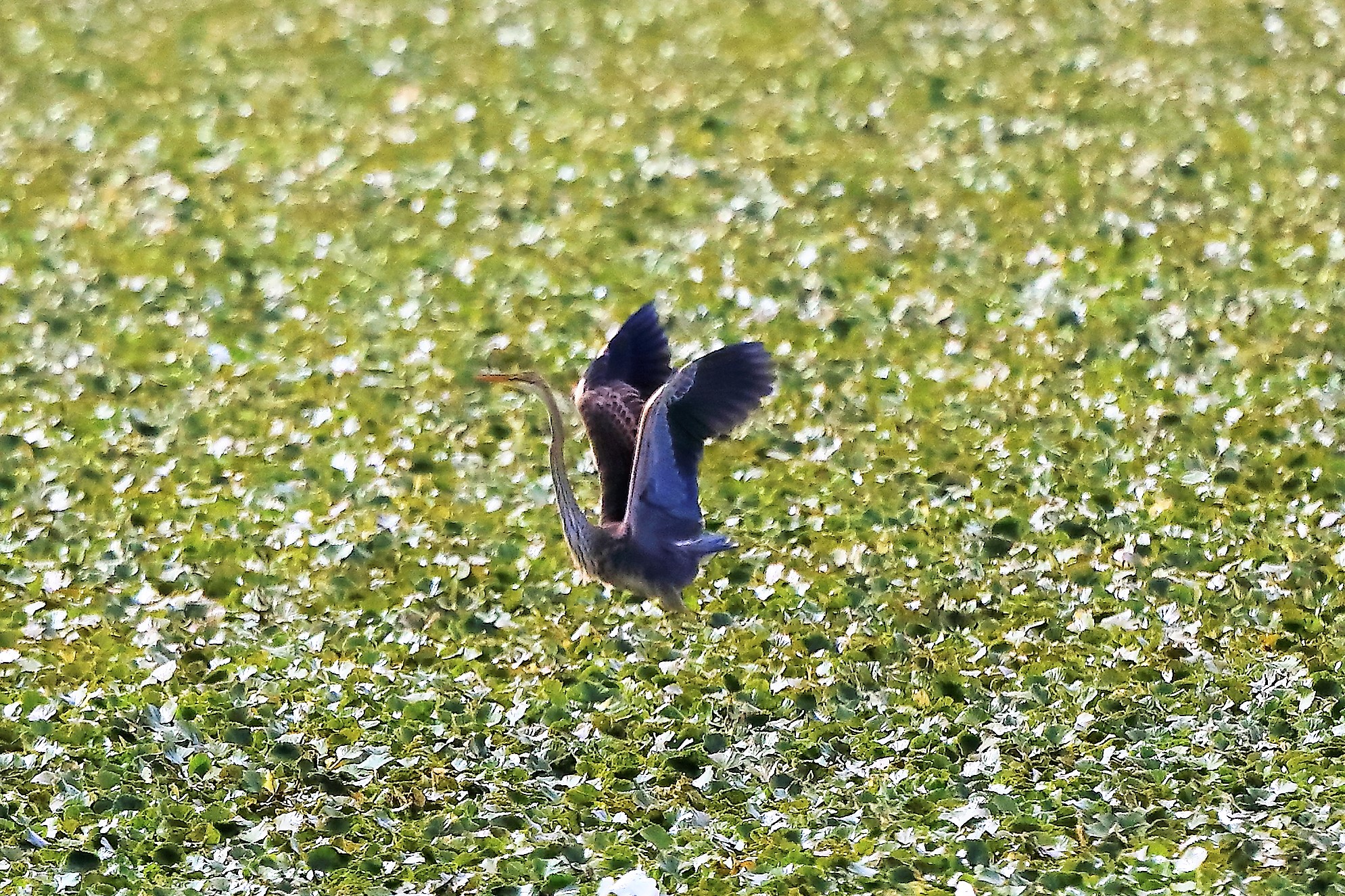 airone rosso 19-08-2022