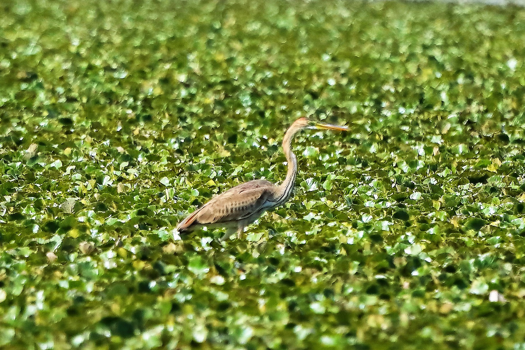 airone rosso 19-08-2022