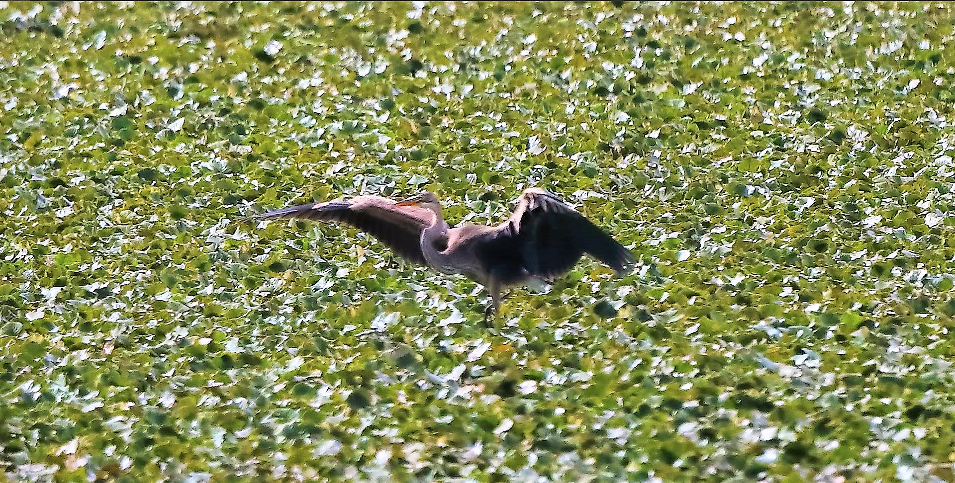 airone rosso 19-08-2022