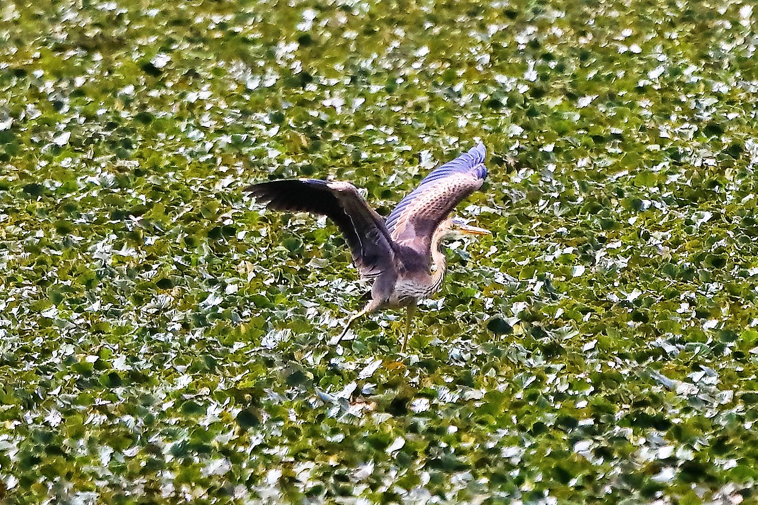 airone rosso 19-08-2022