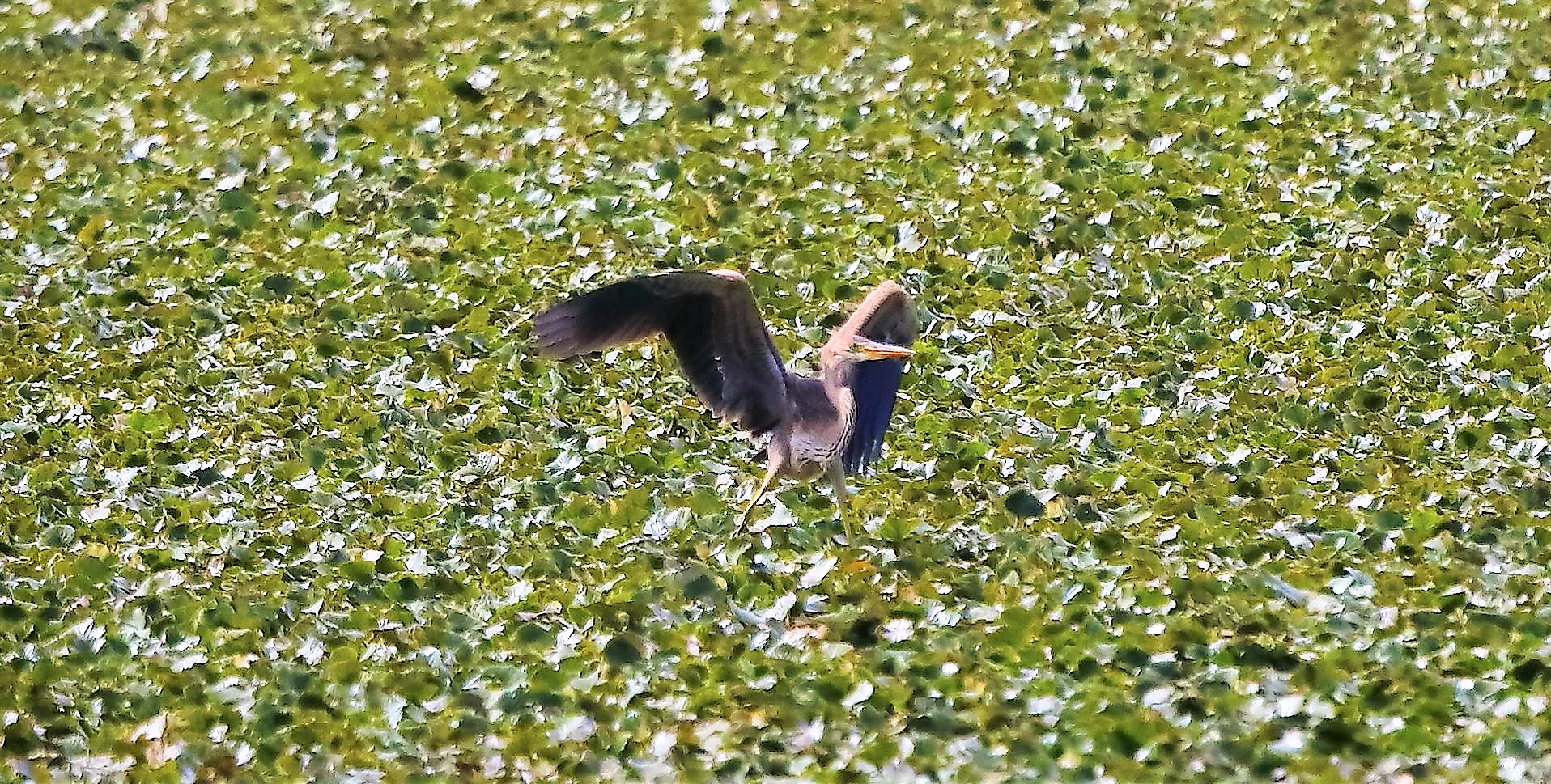 airone rosso 19-08-2022