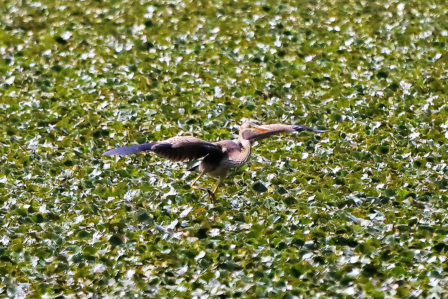 airone rosso 19-08-2022