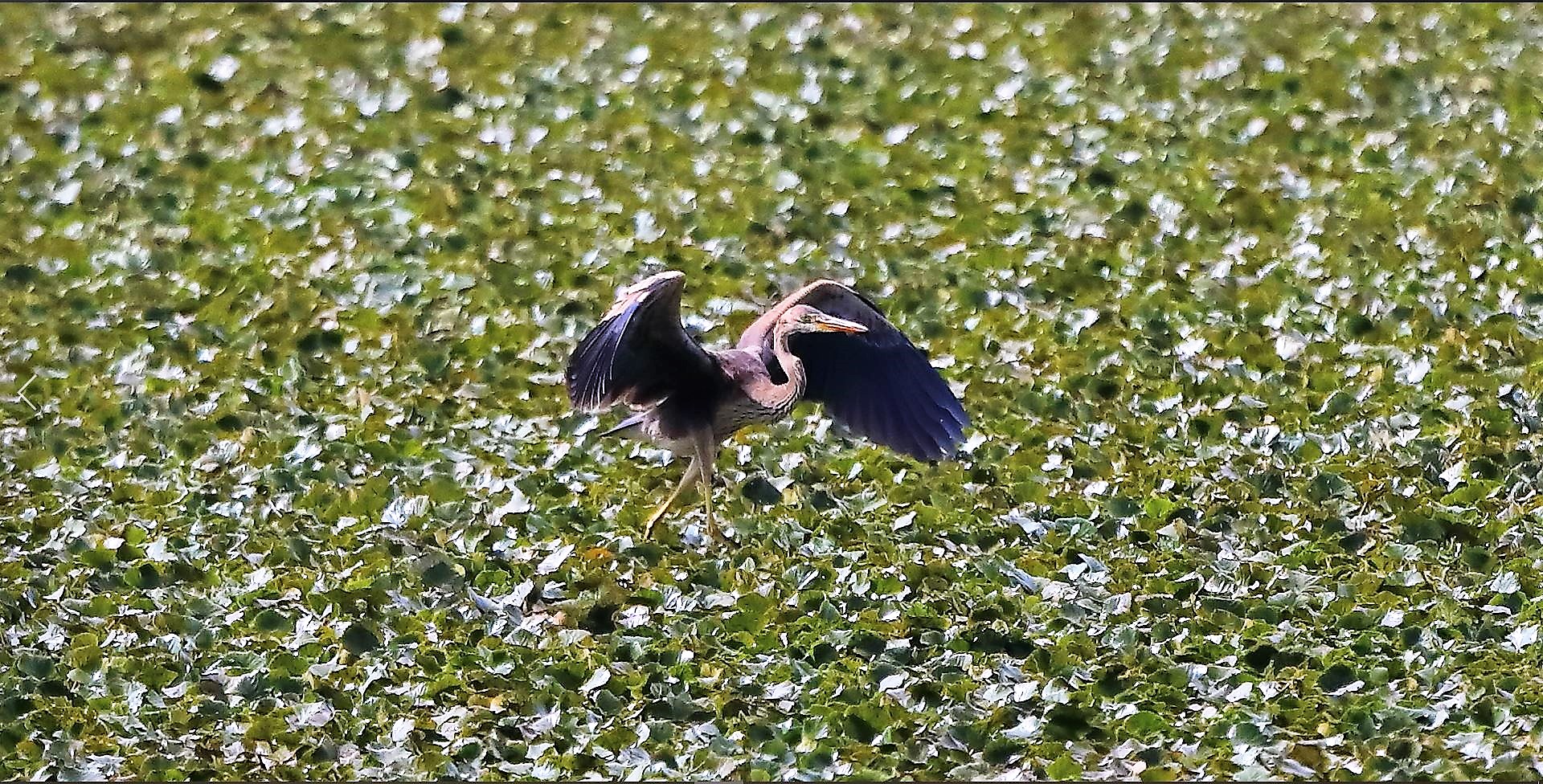 airone rosso 19-08-2022