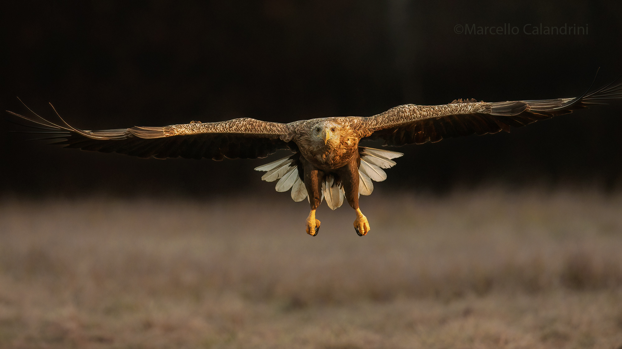 White-tailed sea eagle