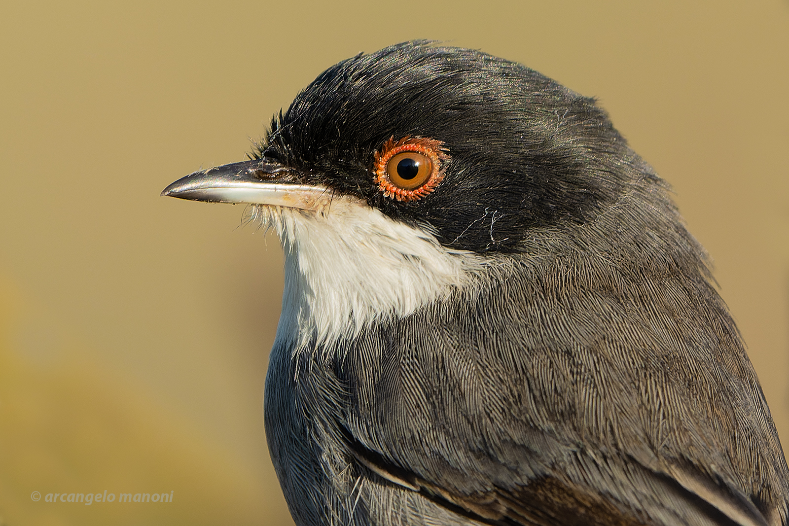 Close-up at the occhiocotto