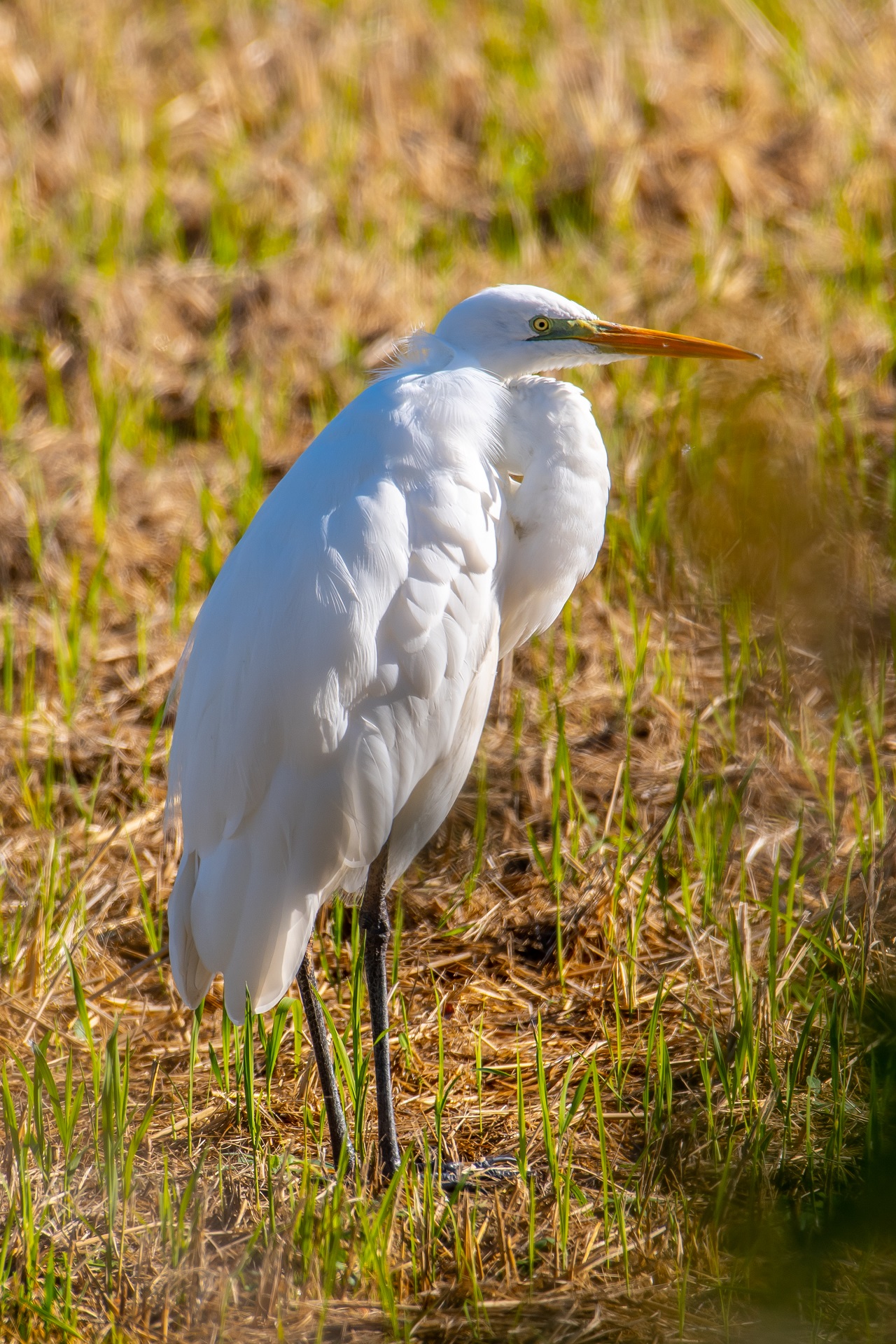 Great White Heron