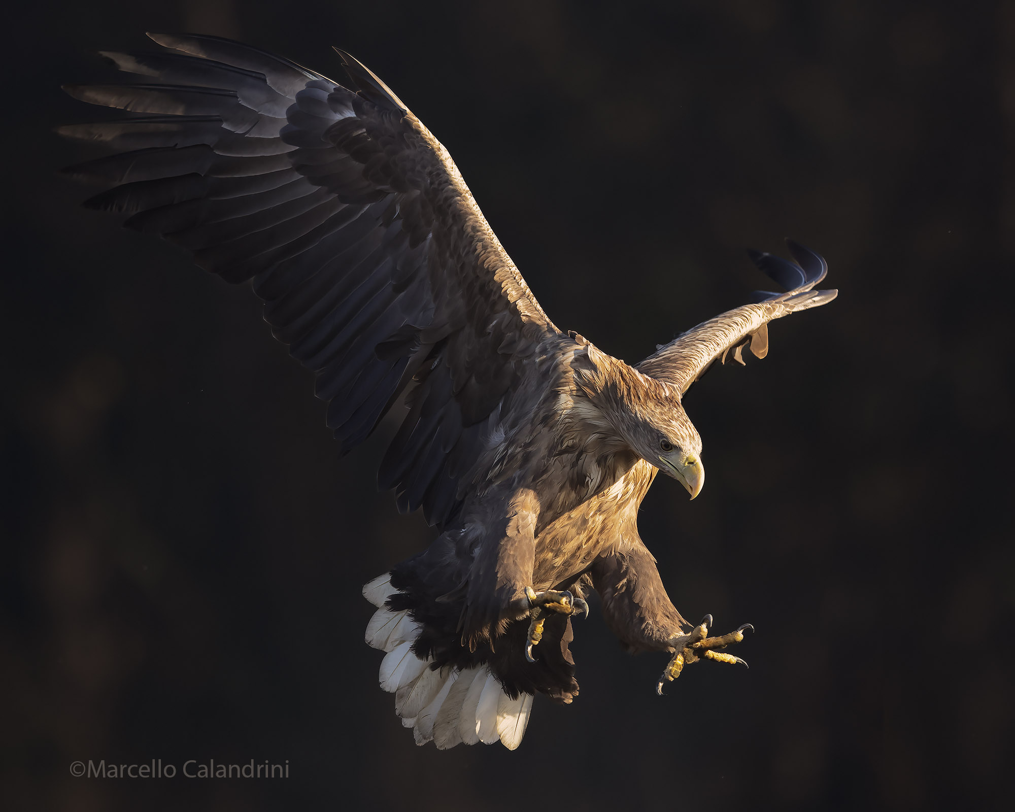 White-tailed sea eagle
