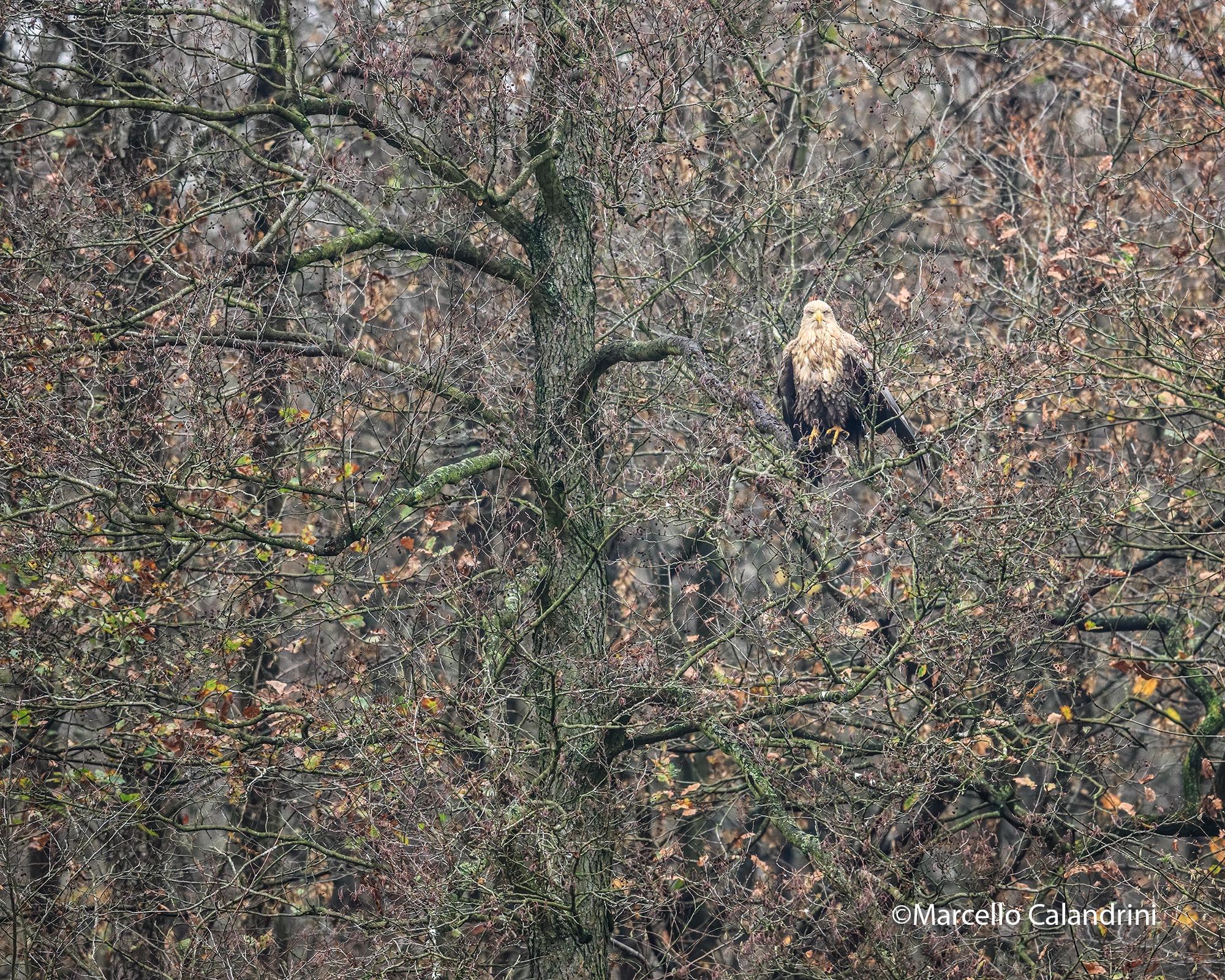 White-tailed sea eagle
