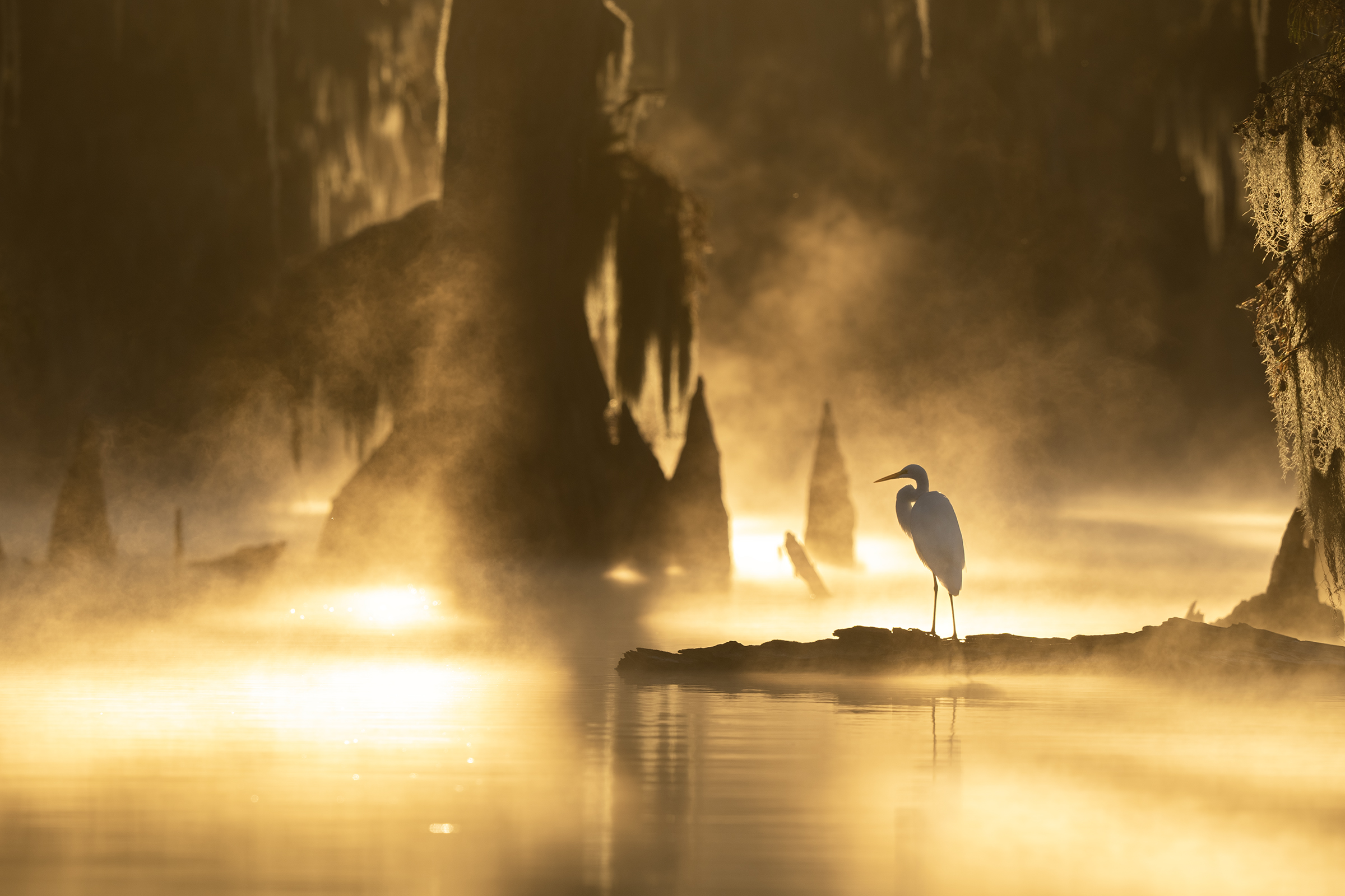 White heron at dawn