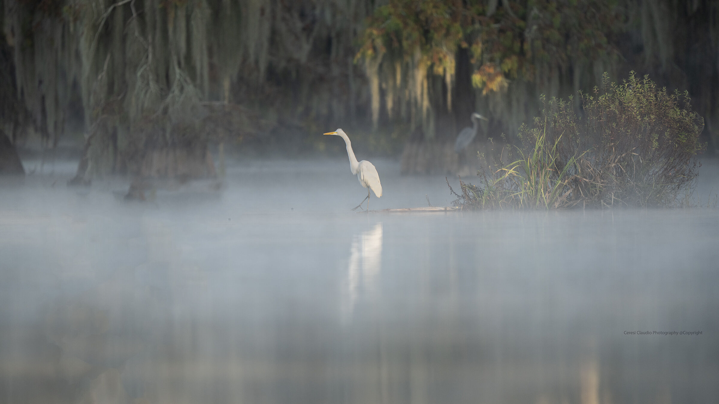 White heron and blue heron