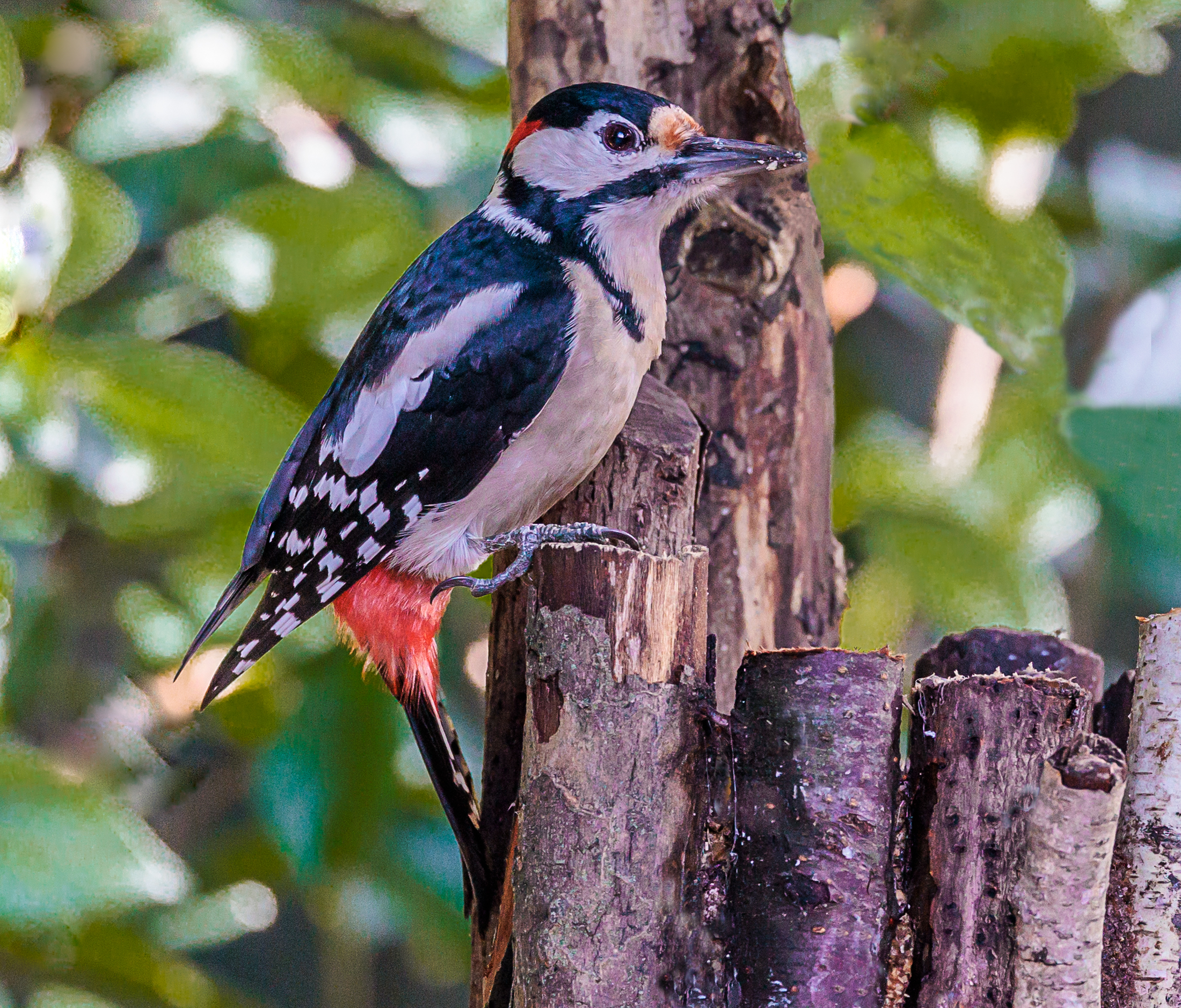 Picchio rosso maggiore