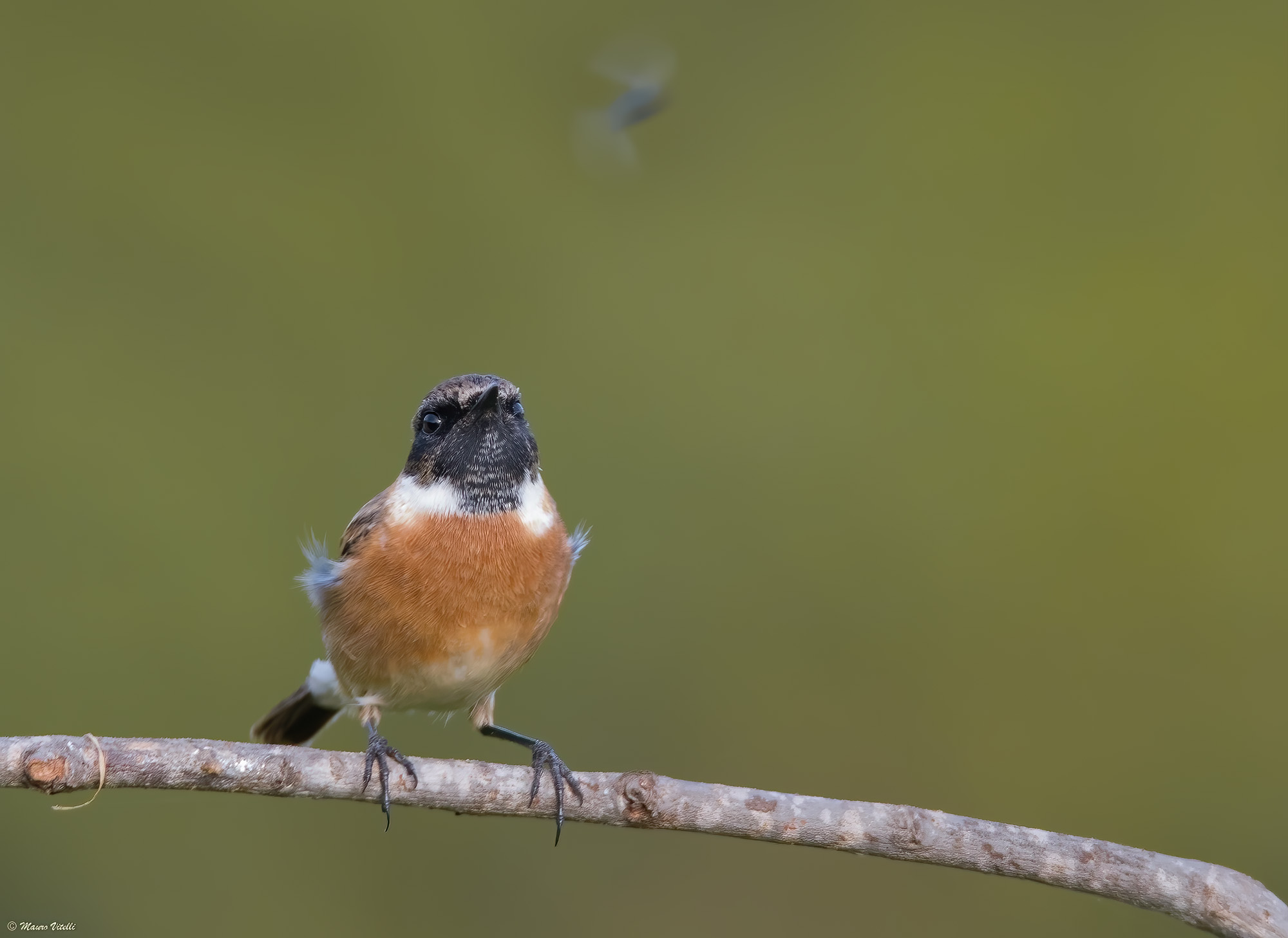 Saltimpalus (Saxicola torquatus)