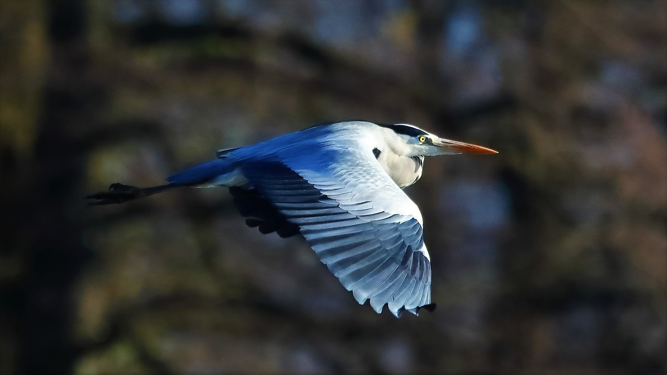 cenerino 29 gen 2022 --139--