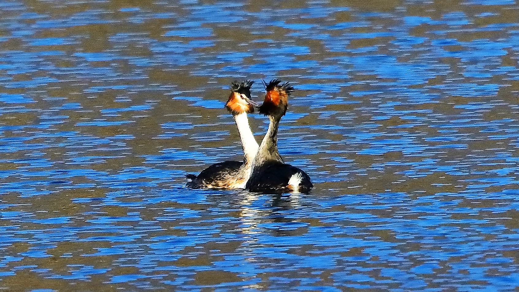 svassi 29 gen 2022 --149--