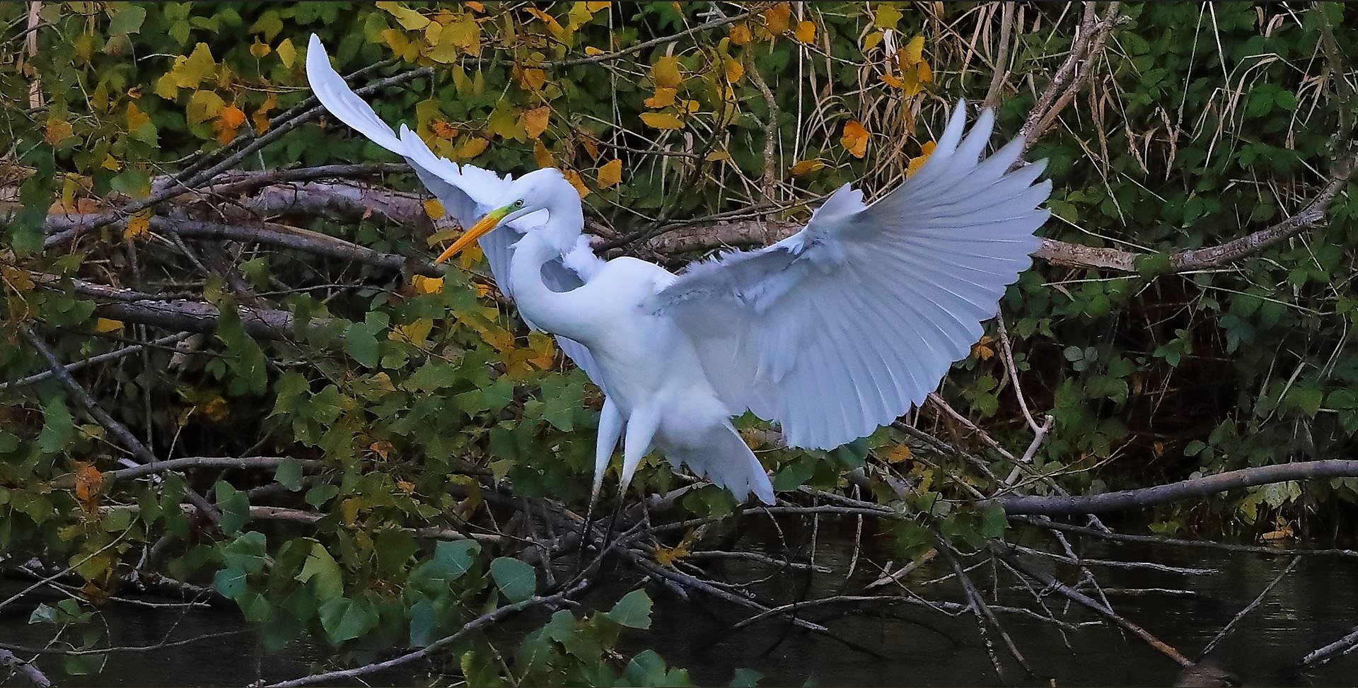 Airone BM 10-11-2022