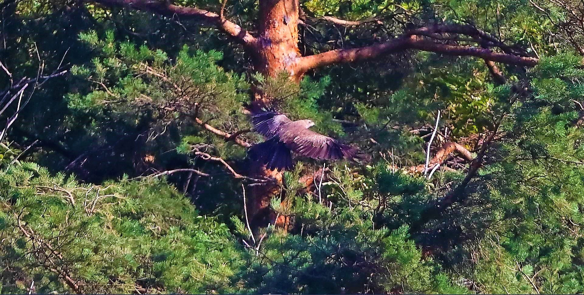 Nibbio bruno 03-08-2022