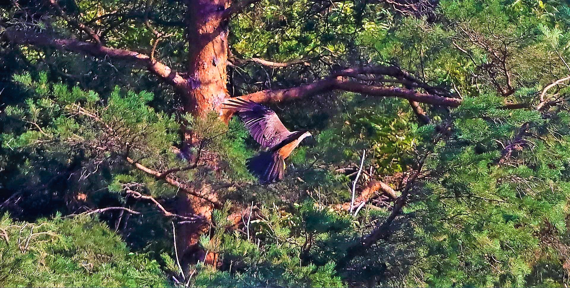 Nibbio bruno 03-08-2022