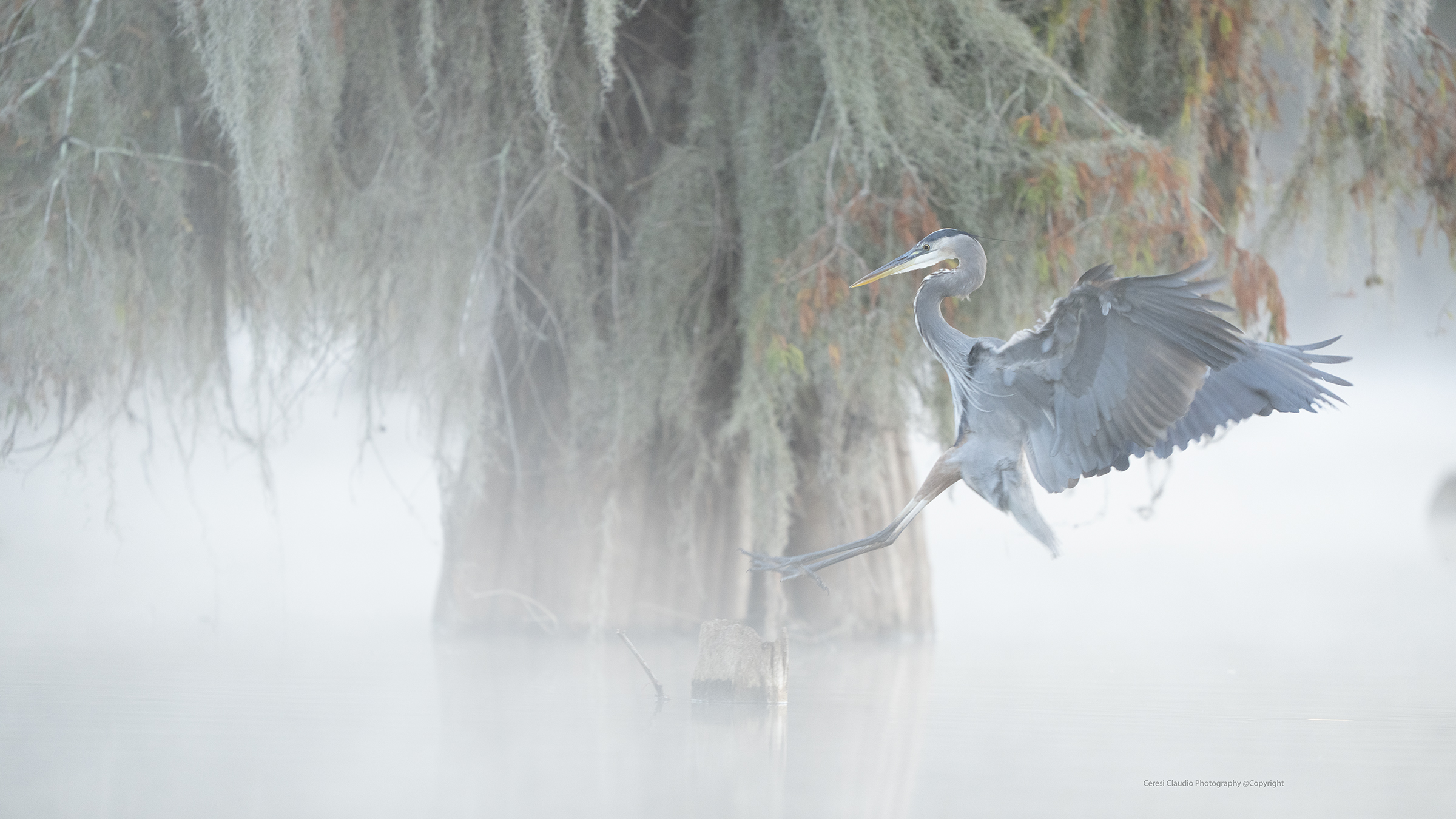 Blue Heron