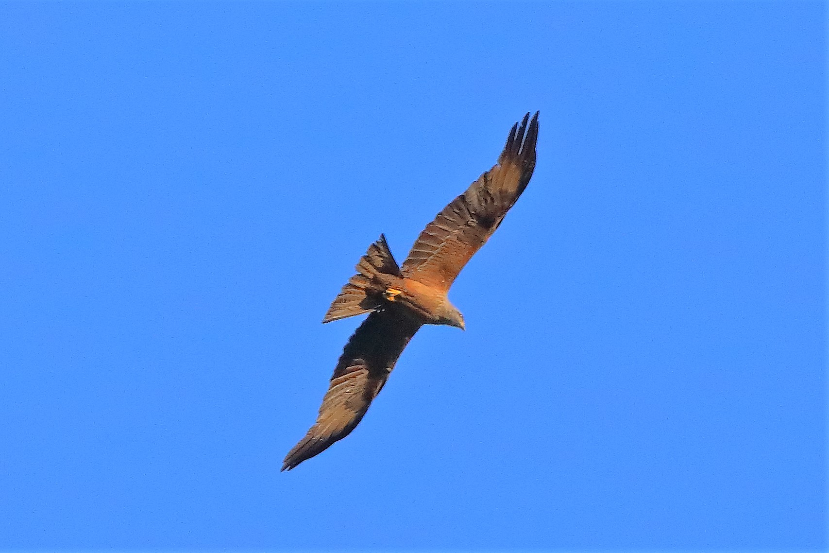 Nibbio bruno 03-08-2022