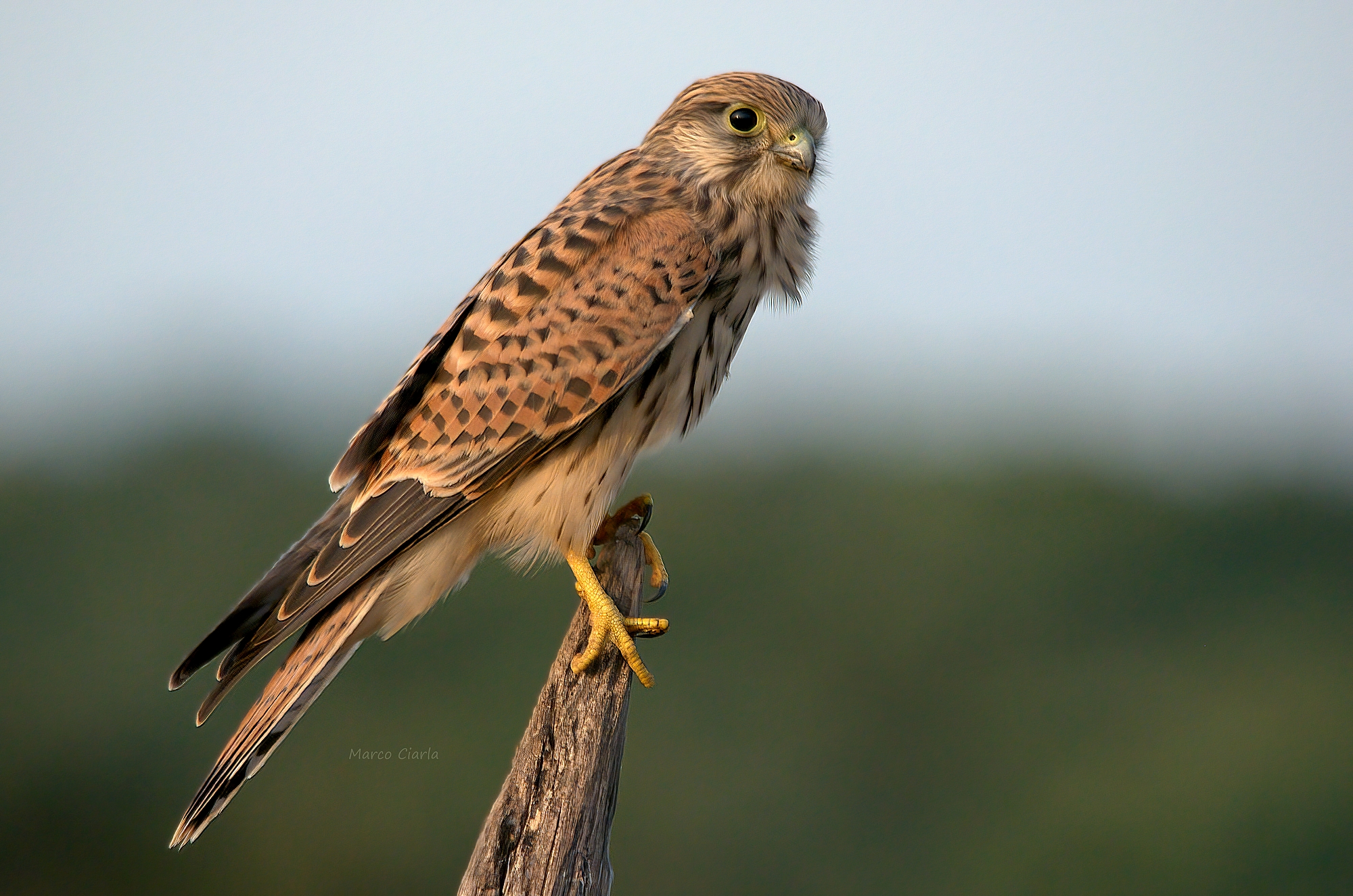 Kestrel (Falco tinnunculus)