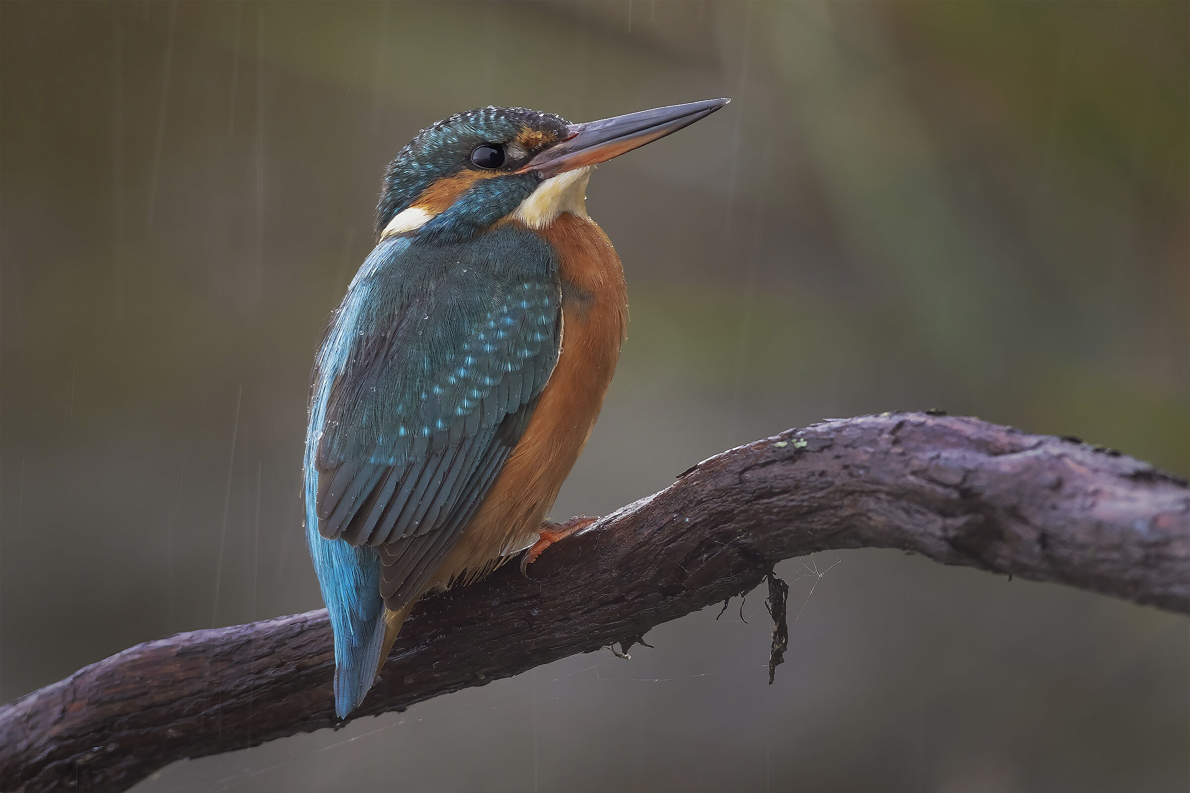 Kingfisher in the rain ...
