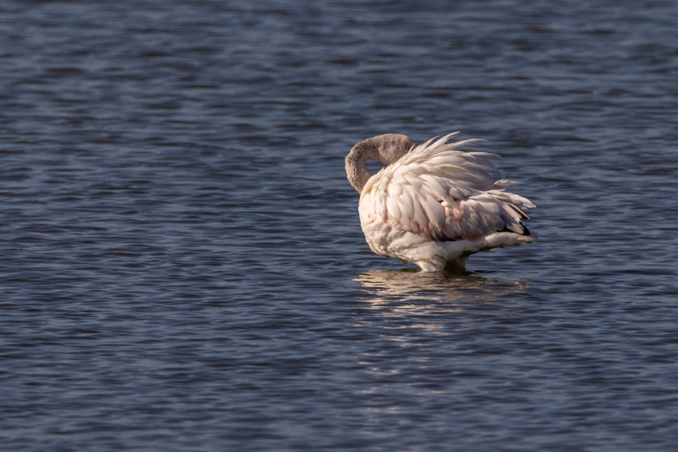 Flamingo