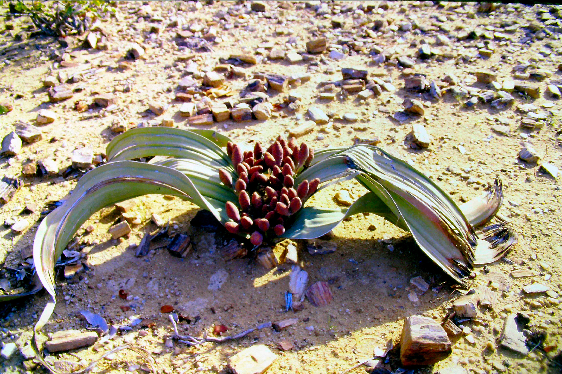 Namibia 1997-Deserto del Namib: Welwitschia mirabilis