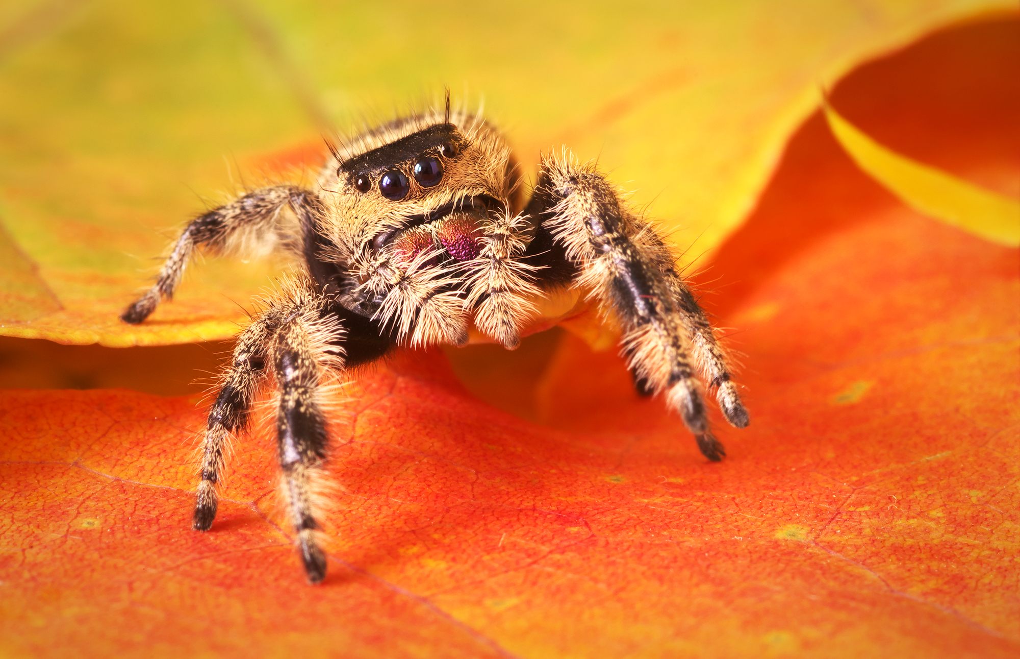 Phidippus regius Apalachicola